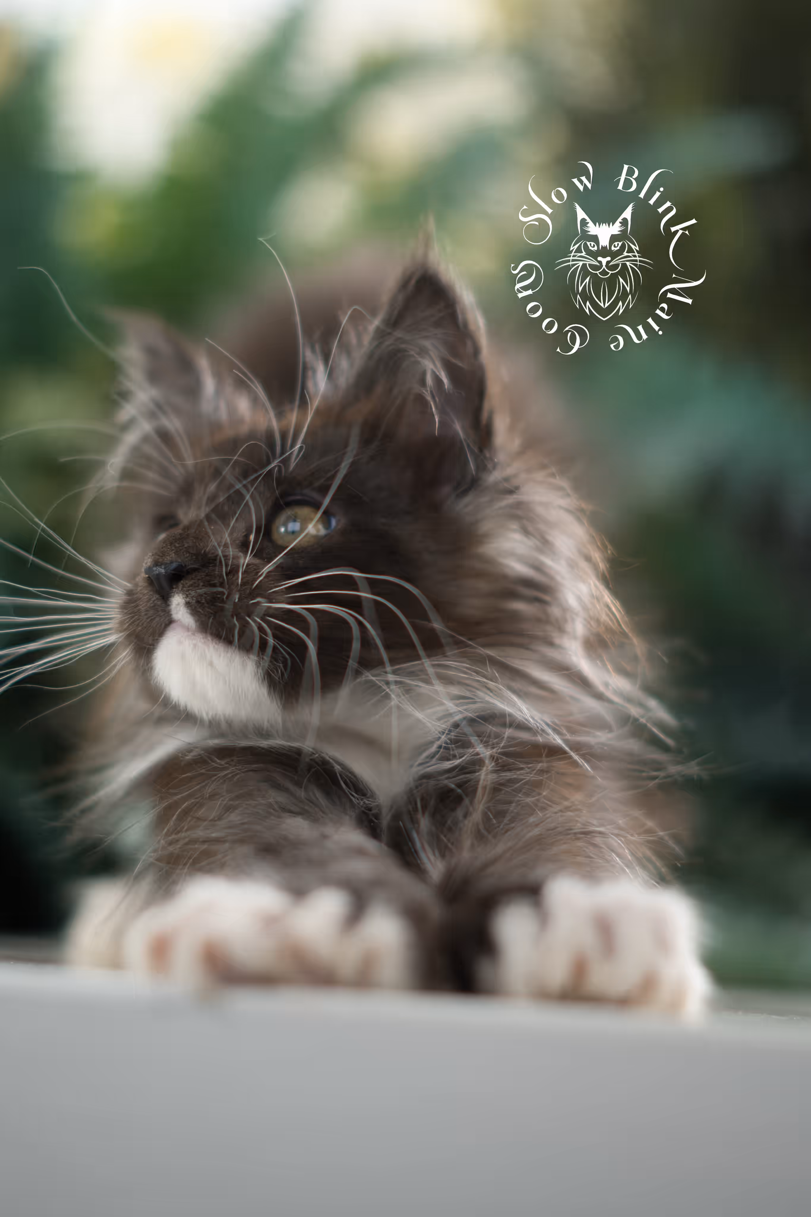 black smoke bicolor | maine coon kitten | female | ems code mcp ns 03 | taken feb 25 2025 | age 8 weeks old | poly Bicolor Maine Coon Kittens > black smoke bicolor | maine coon kitten | female | ems code mcp ns 03 | taken feb 25 2025 | age 8 weeks old | poly | idx 12