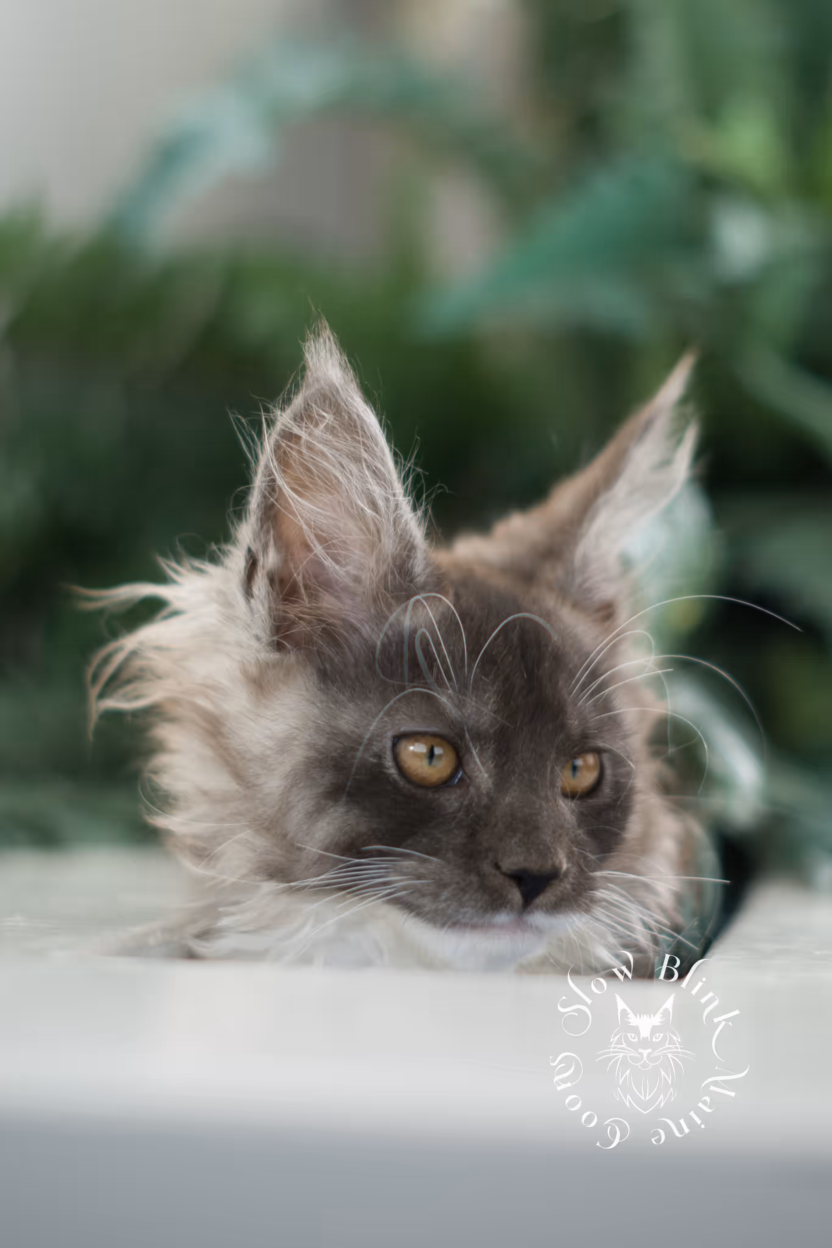 black smoke bicolor | maine coon kitten | male | ems code mcp ns 03 | taken mar 2025 | age 7 weeks old | poly Bicolor Maine Coon Kittens > black smoke bicolor | maine coon kitten | male | ems code mcp ns 03 | taken mar 2025 | age 7 weeks old | poly | idx 02