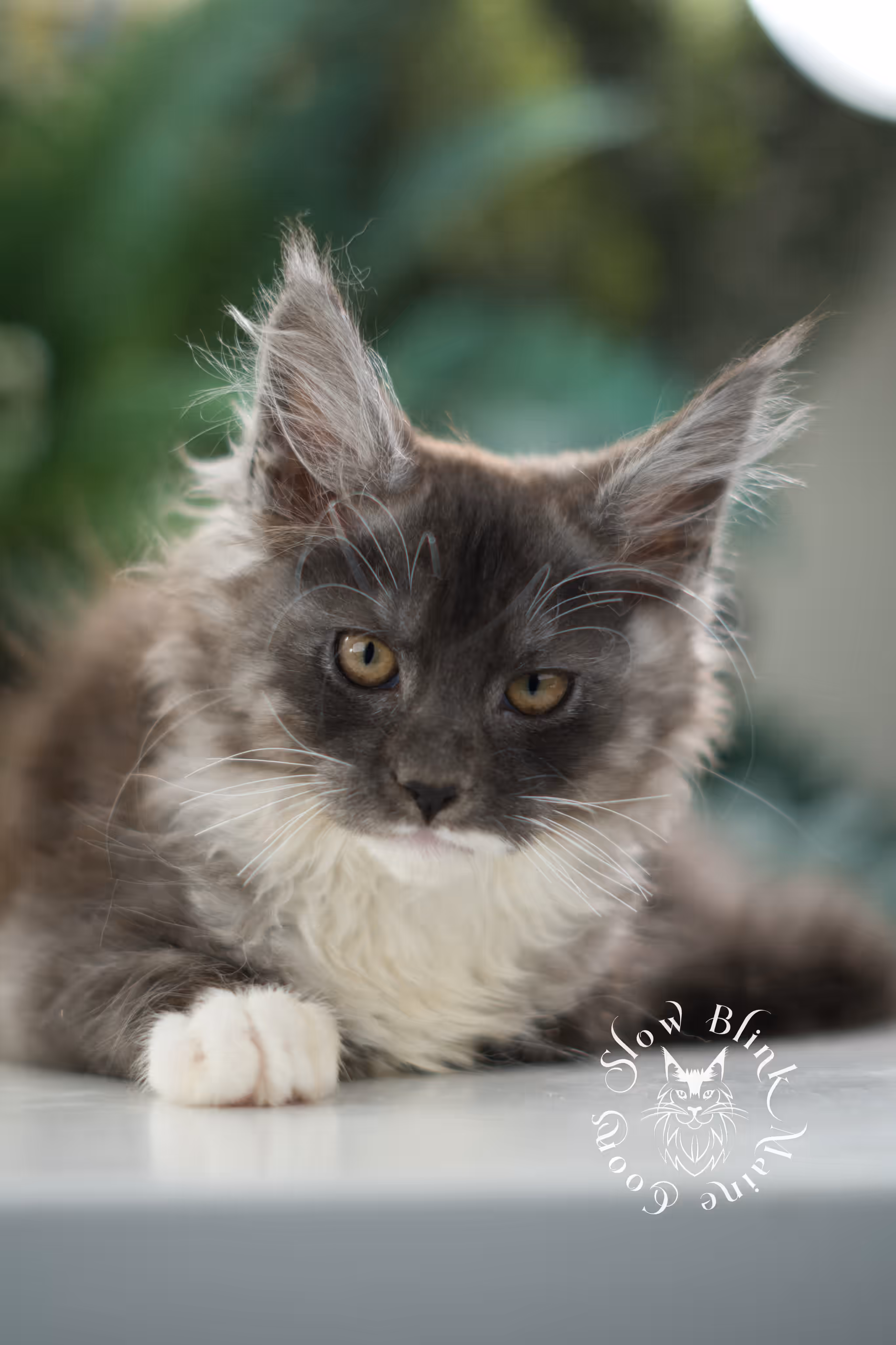 black smoke bicolor | maine coon kitten | male | ems code mcp ns 03 | taken mar 2025 | age 7 weeks old | poly Bicolor Maine Coon Kittens > black smoke bicolor | maine coon kitten | male | ems code mcp ns 03 | taken mar 2025 | age 7 weeks old | poly | idx 03