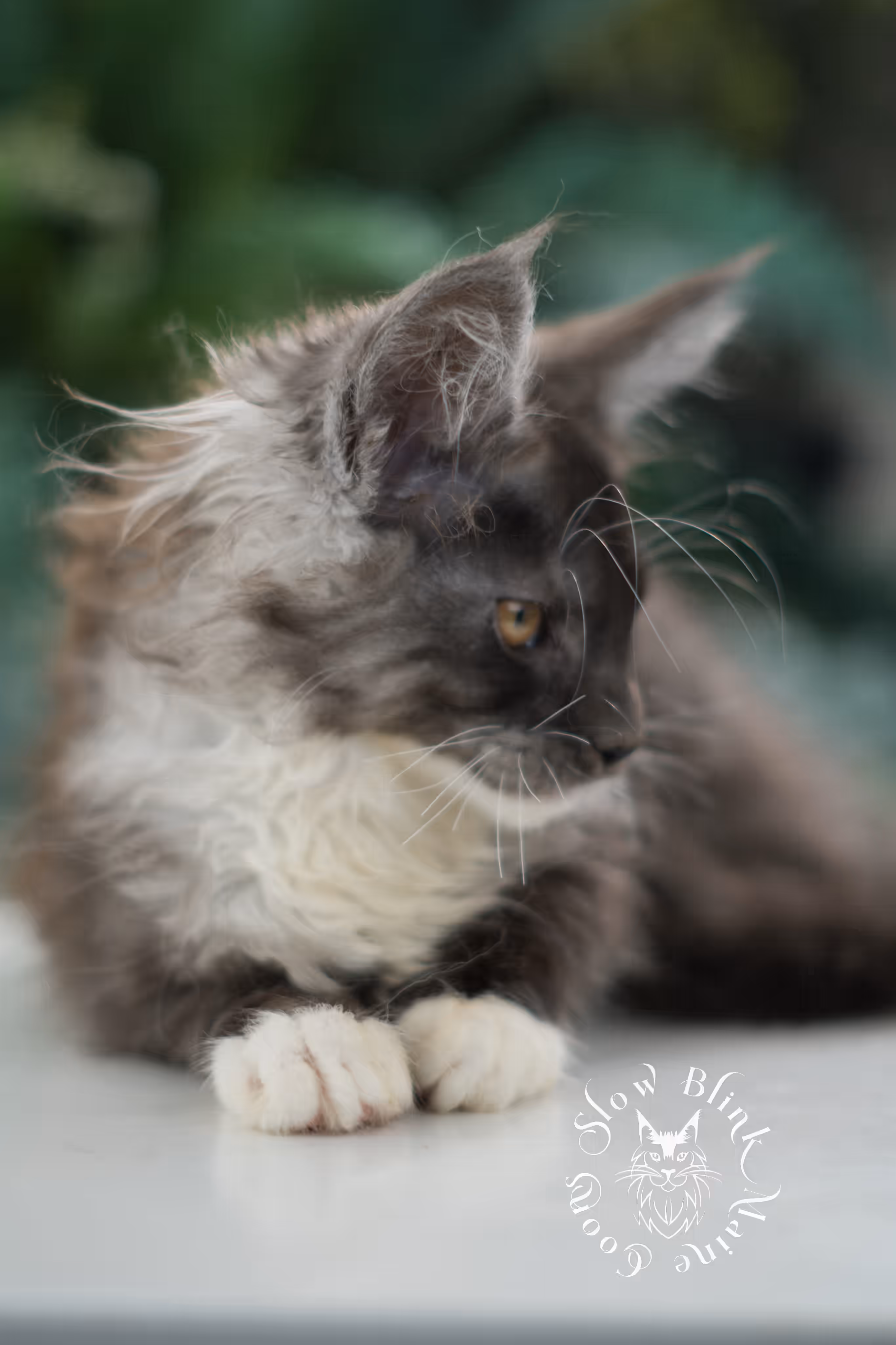 black smoke bicolor | maine coon kitten | male | ems code mcp ns 03 | taken mar 2025 | age 7 weeks old | poly Bicolor Maine Coon Kittens > black smoke bicolor | maine coon kitten | male | ems code mcp ns 03 | taken mar 2025 | age 7 weeks old | poly | idx 04