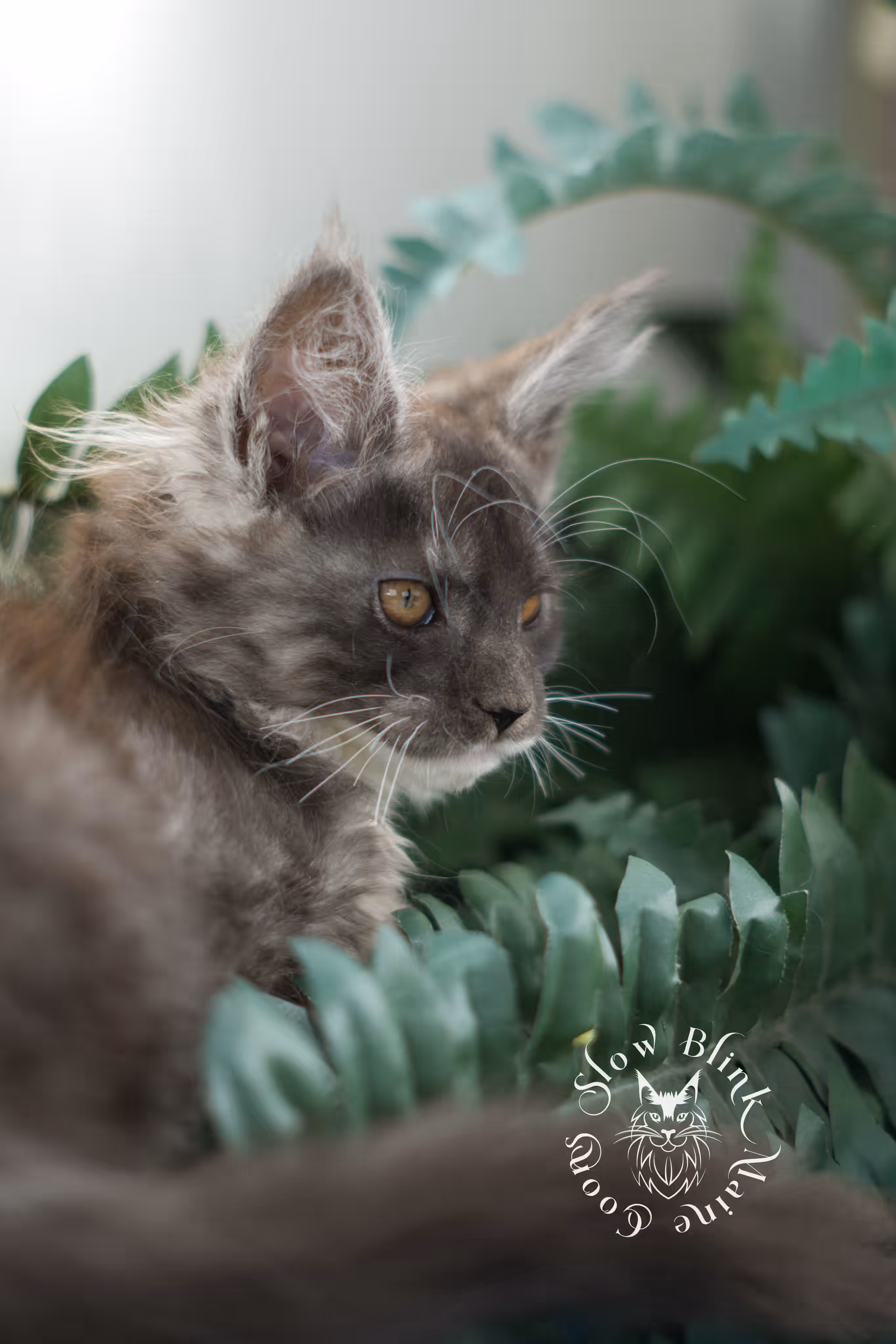 black smoke bicolor | maine coon kitten | male | ems code mcp ns 03 | taken mar 2025 | age 7 weeks old | poly Bicolor Maine Coon Kittens > black smoke bicolor | maine coon kitten | male | ems code mcp ns 03 | taken mar 2025 | age 7 weeks old | poly | idx 05