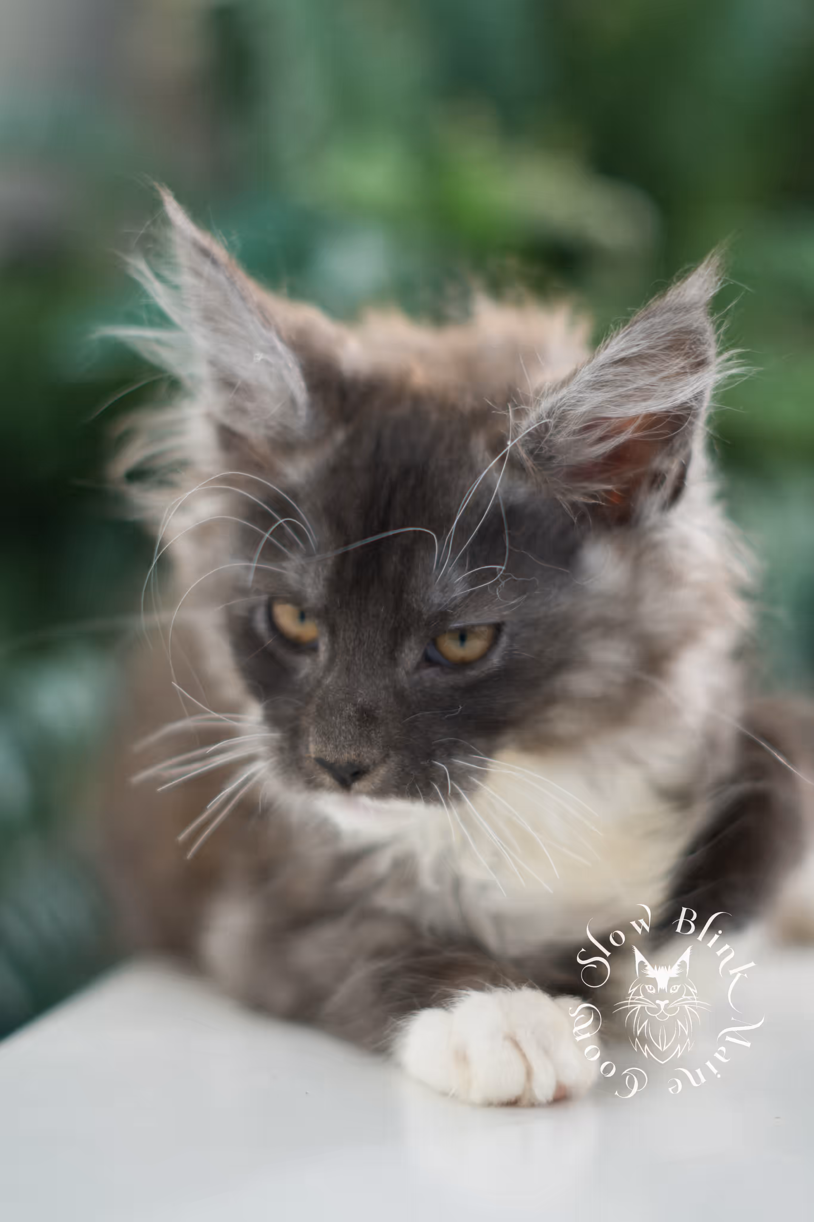 black smoke bicolor | maine coon kitten | male | ems code mcp ns 03 | taken mar 2025 | age 7 weeks old | poly Bicolor Maine Coon Kittens > black smoke bicolor | maine coon kitten | male | ems code mcp ns 03 | taken mar 2025 | age 7 weeks old | poly | idx 06