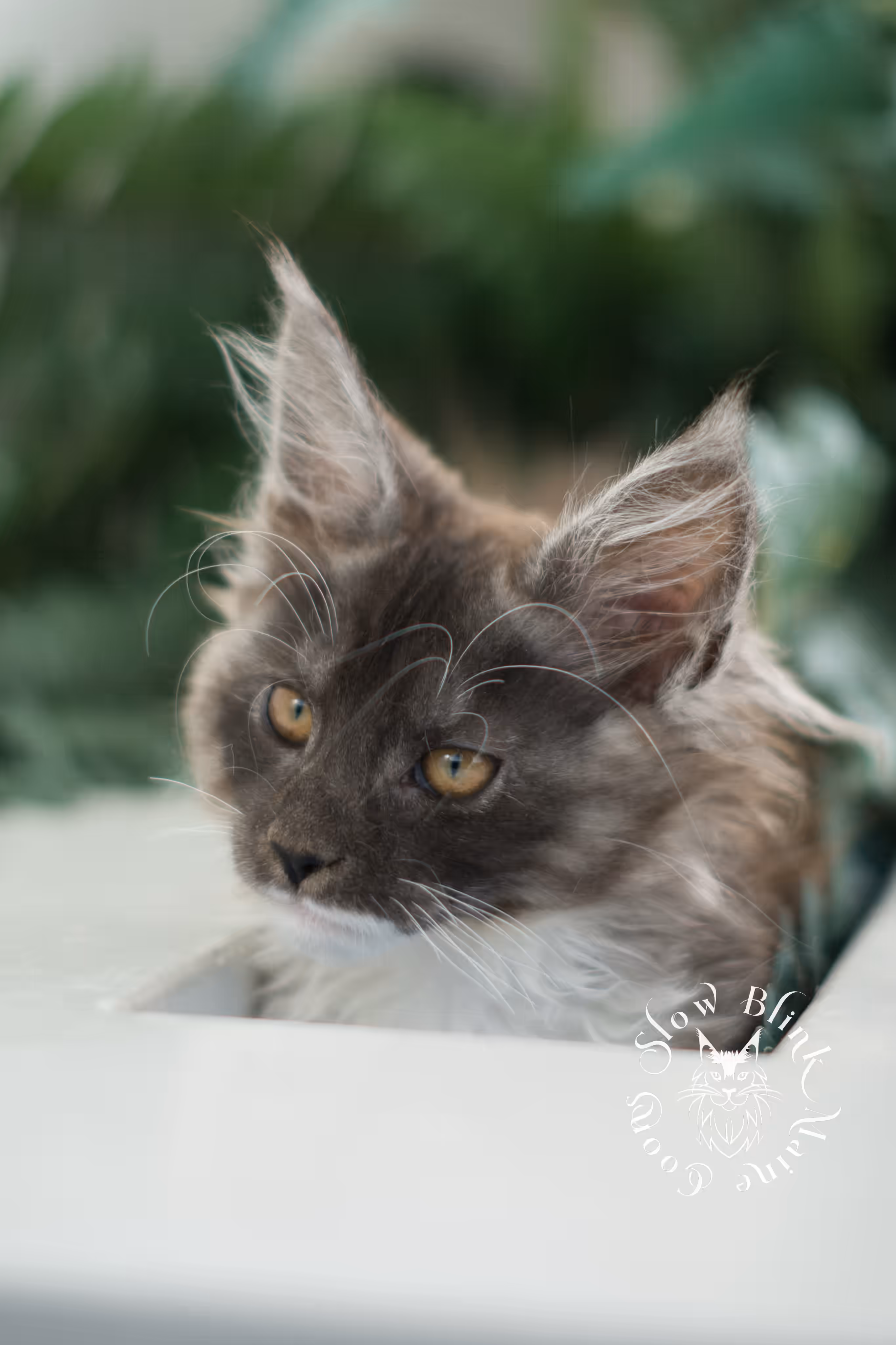black smoke bicolor | maine coon kitten | male | ems code mcp ns 03 | taken mar 2025 | age 7 weeks old | poly Bicolor Maine Coon Kittens > black smoke bicolor | maine coon kitten | male | ems code mcp ns 03 | taken mar 2025 | age 7 weeks old | poly | idx 07