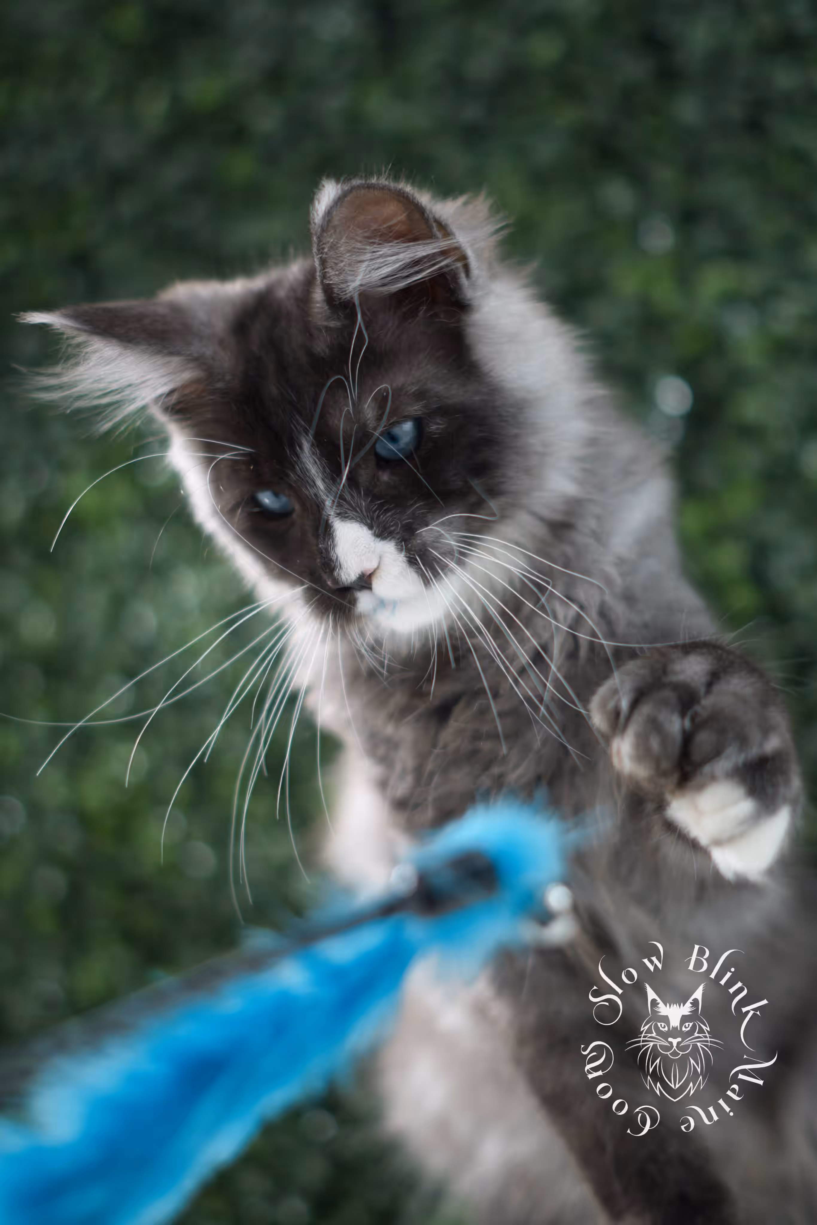 black smoke with white blue eyed | maine coon kitten | male | ems code | ns 09 61 | age 10 weeks | taken jul 23 2025 | named victor Bicolor Maine Coon Kittens > black smoke with white blue eyed | maine coon kitten | male | ems code | ns 09 61 | age 10 weeks | taken jul 23 2025 | named victor | idx 01