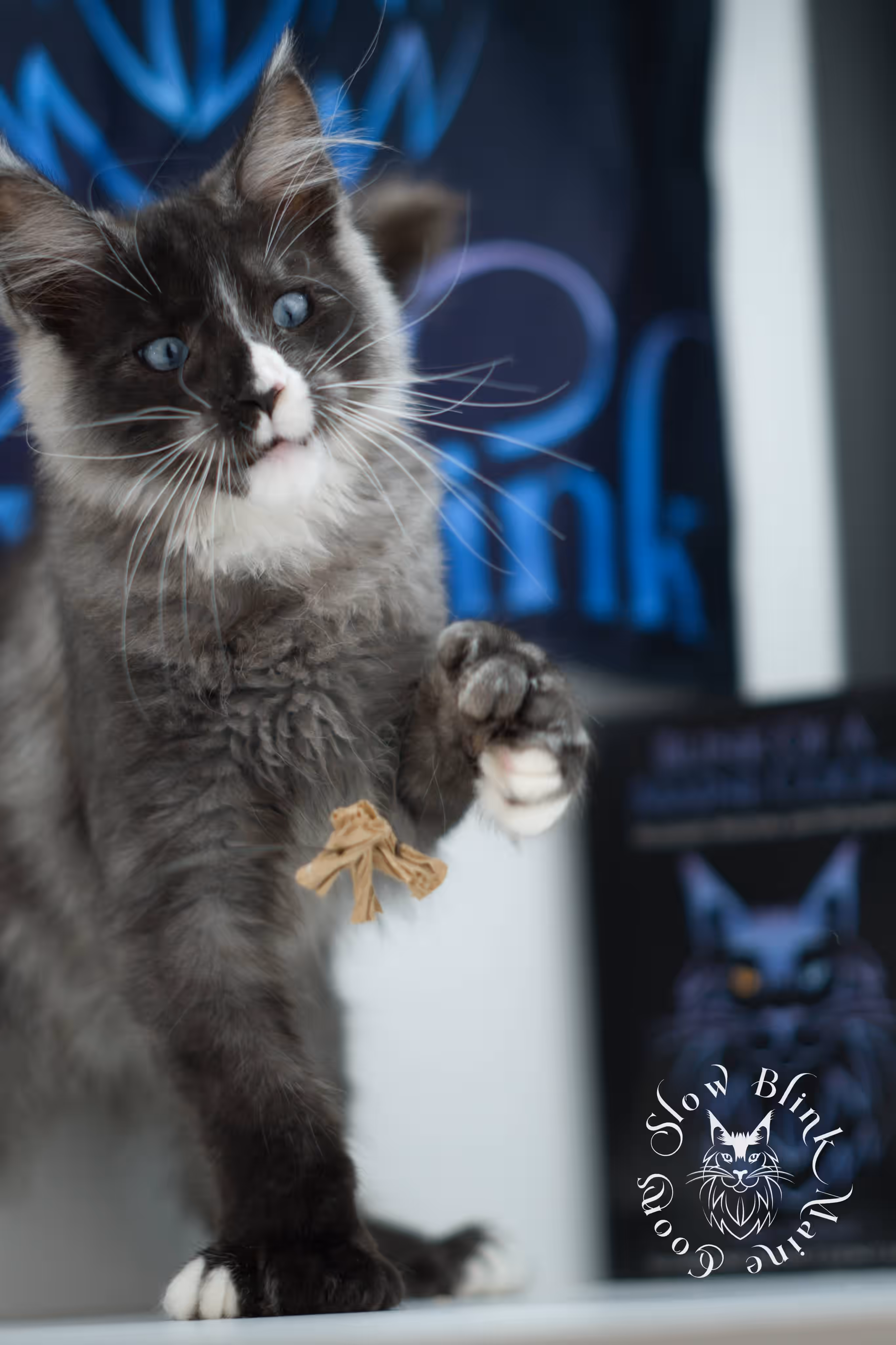 black smoke with white blue eyed | maine coon kitten | male | ems code | ns 09 61 | age 10 weeks | taken jul 23 2025 | named victor Bicolor Maine Coon Kittens > black smoke with white blue eyed | maine coon kitten | male | ems code | ns 09 61 | age 10 weeks | taken jul 23 2025 | named victor | idx 02