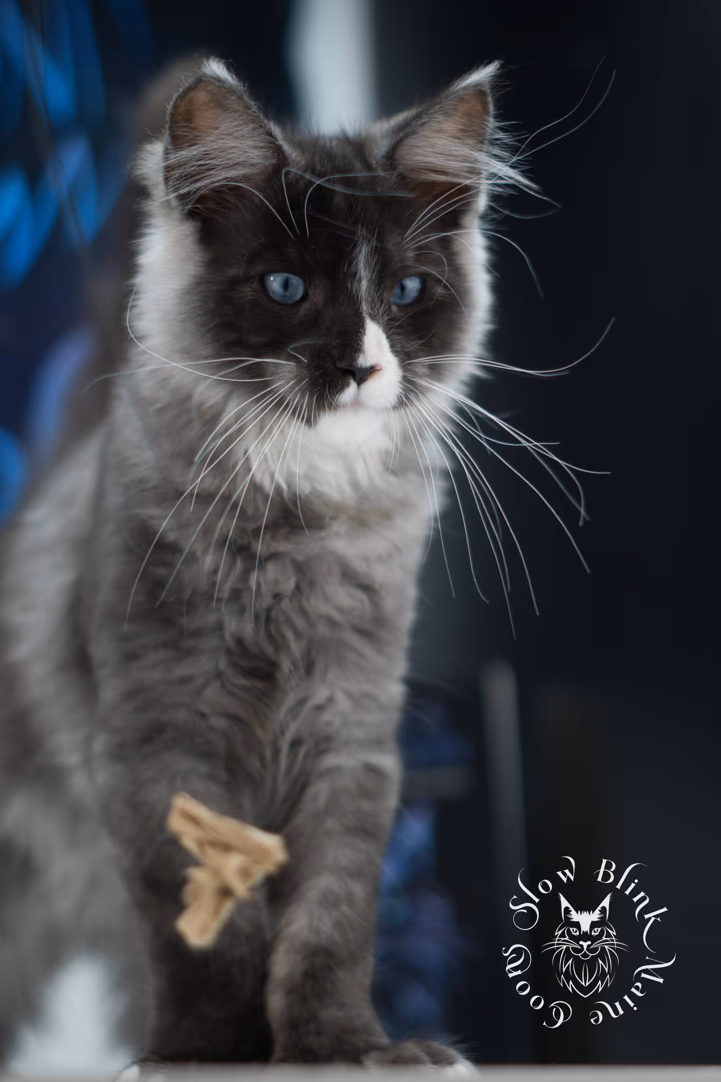 black smoke with white blue eyed | maine coon kitten | male | ems code | ns 09 61 | age 10 weeks | taken jul 23 2025 | named victor Bicolor Maine Coon Kittens > black smoke with white blue eyed | maine coon kitten | male | ems code | ns 09 61 | age 10 weeks | taken jul 23 2025 | named victor | idx 05