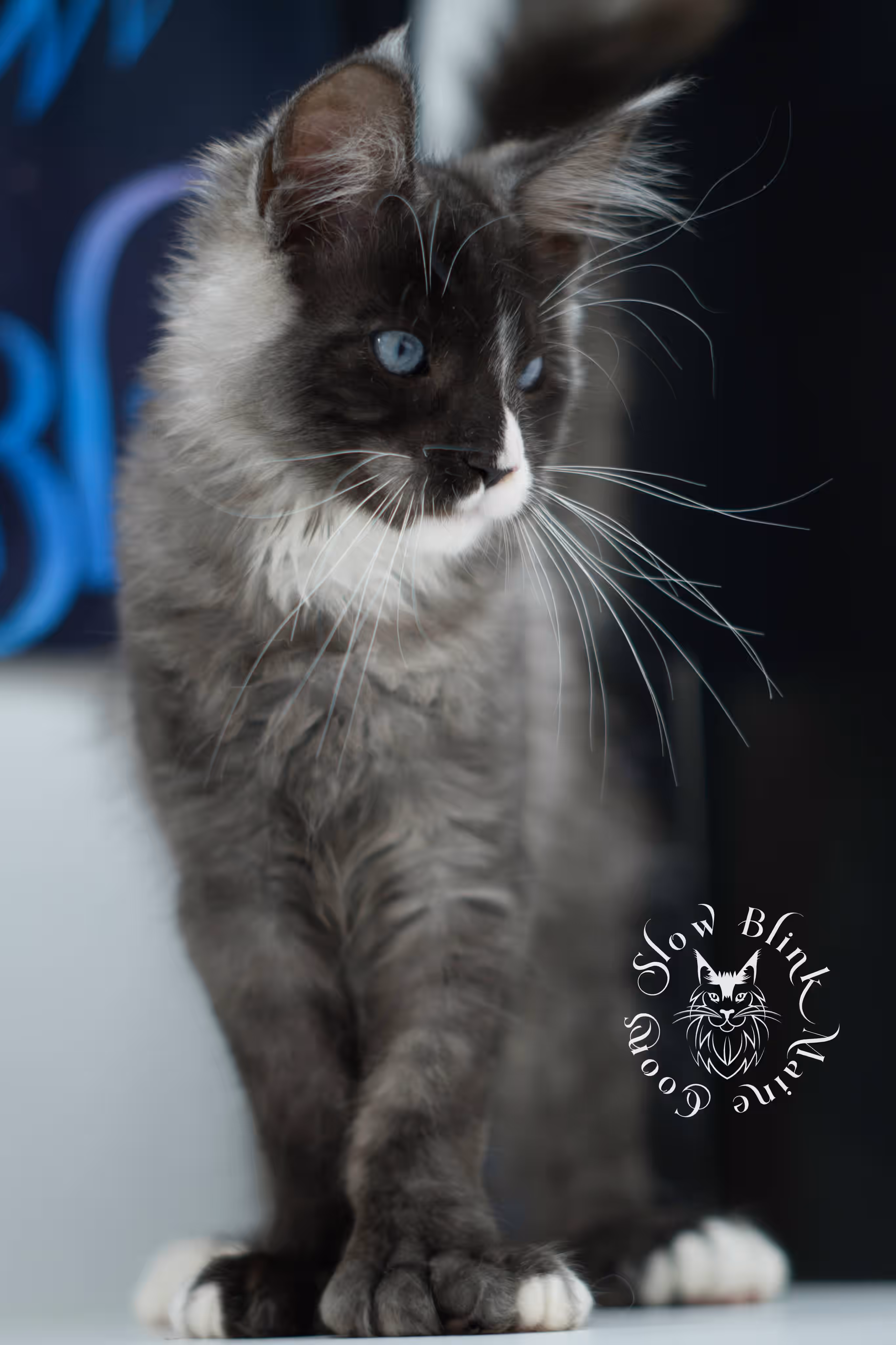 black smoke with white blue eyed | maine coon kitten | male | ems code | ns 09 61 | age 10 weeks | taken jul 23 2025 | named victor Bicolor Maine Coon Kittens > black smoke with white blue eyed | maine coon kitten | male | ems code | ns 09 61 | age 10 weeks | taken jul 23 2025 | named victor | idx 06