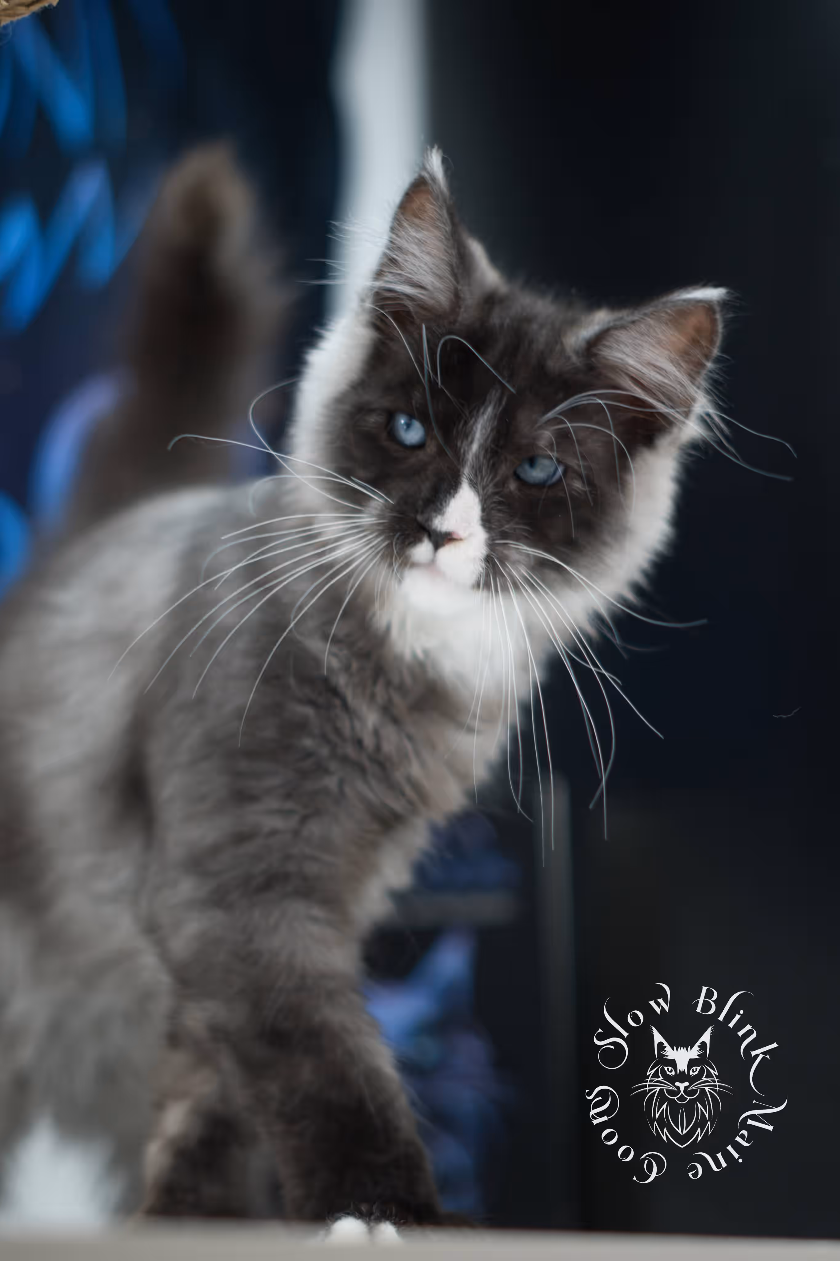 black smoke with white blue eyed | maine coon kitten | male | ems code | ns 09 61 | age 10 weeks | taken jul 23 2025 | named victor Bicolor Maine Coon Kittens > black smoke with white blue eyed | maine coon kitten | male | ems code | ns 09 61 | age 10 weeks | taken jul 23 2025 | named victor | idx 07