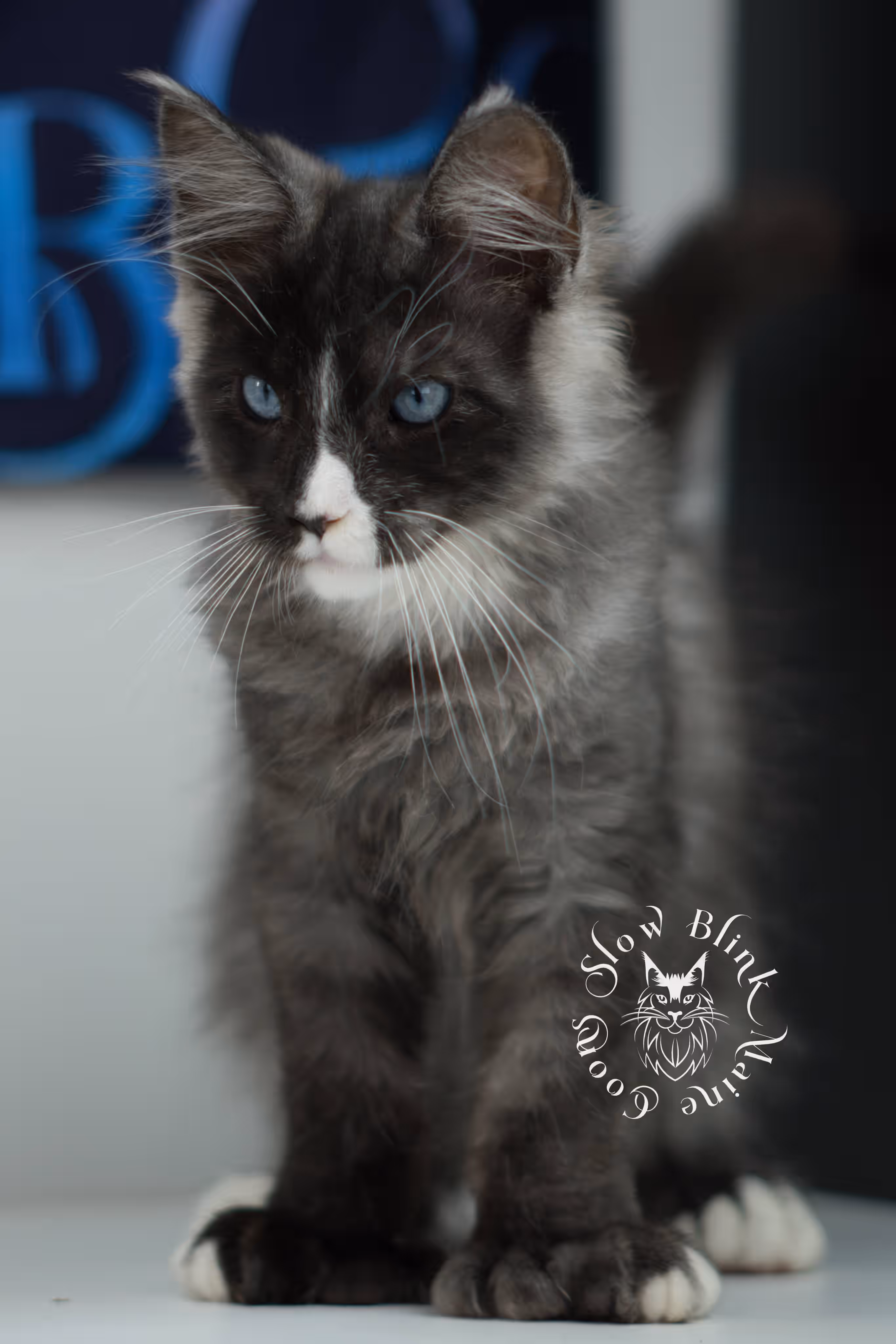 black smoke with white blue eyed | maine coon kitten | male | ems code | ns 09 61 | age 10 weeks | taken jul 23 2025 | named victor Bicolor Maine Coon Kittens > black smoke with white blue eyed | maine coon kitten | male | ems code | ns 09 61 | age 10 weeks | taken jul 23 2025 | named victor | idx 08