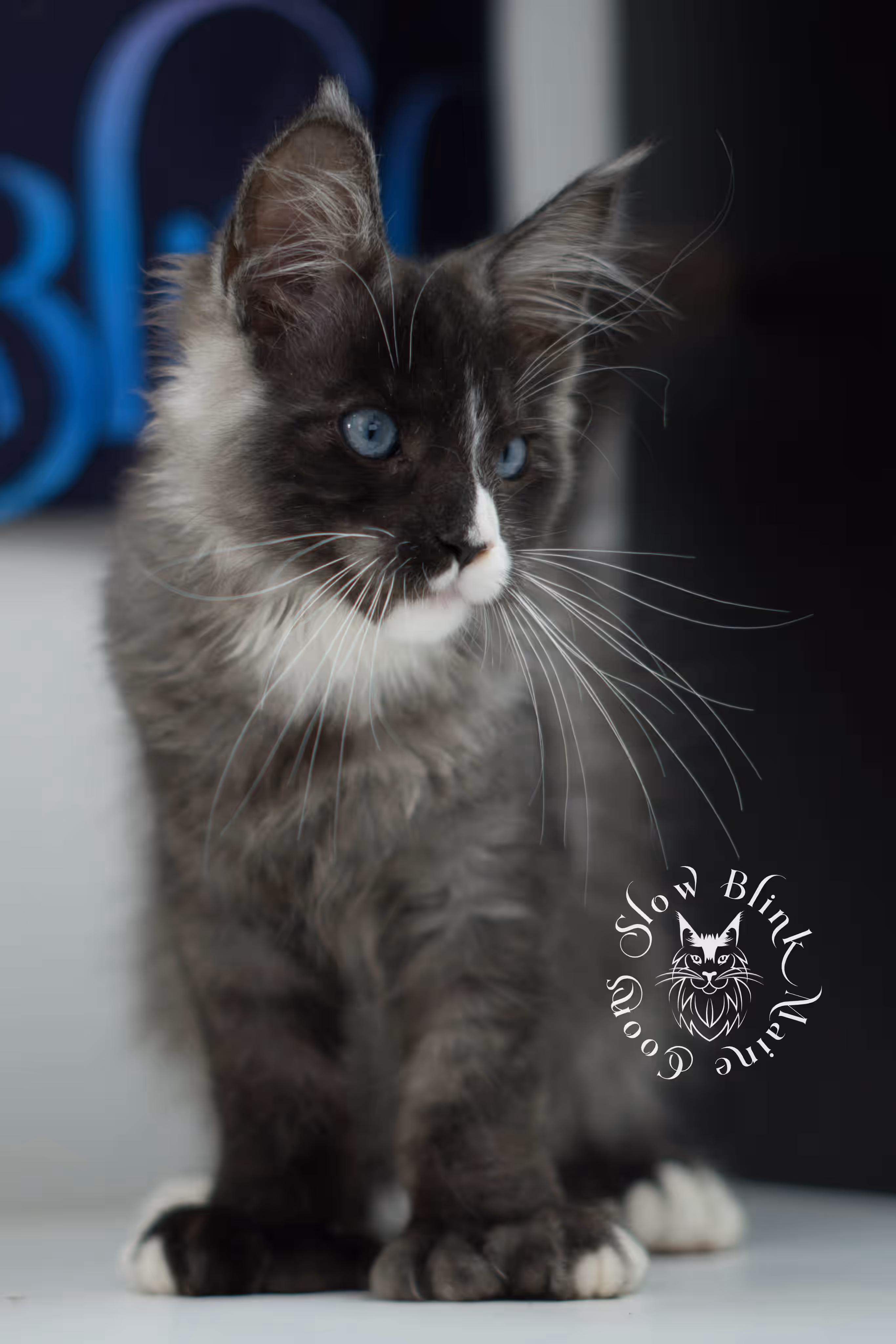 black smoke with white blue eyed | maine coon kitten | male | ems code | ns 09 61 | age 10 weeks | taken jul 23 2025 | named victor Bicolor Maine Coon Kittens > black smoke with white blue eyed | maine coon kitten | male | ems code | ns 09 61 | age 10 weeks | taken jul 23 2025 | named victor | idx 09