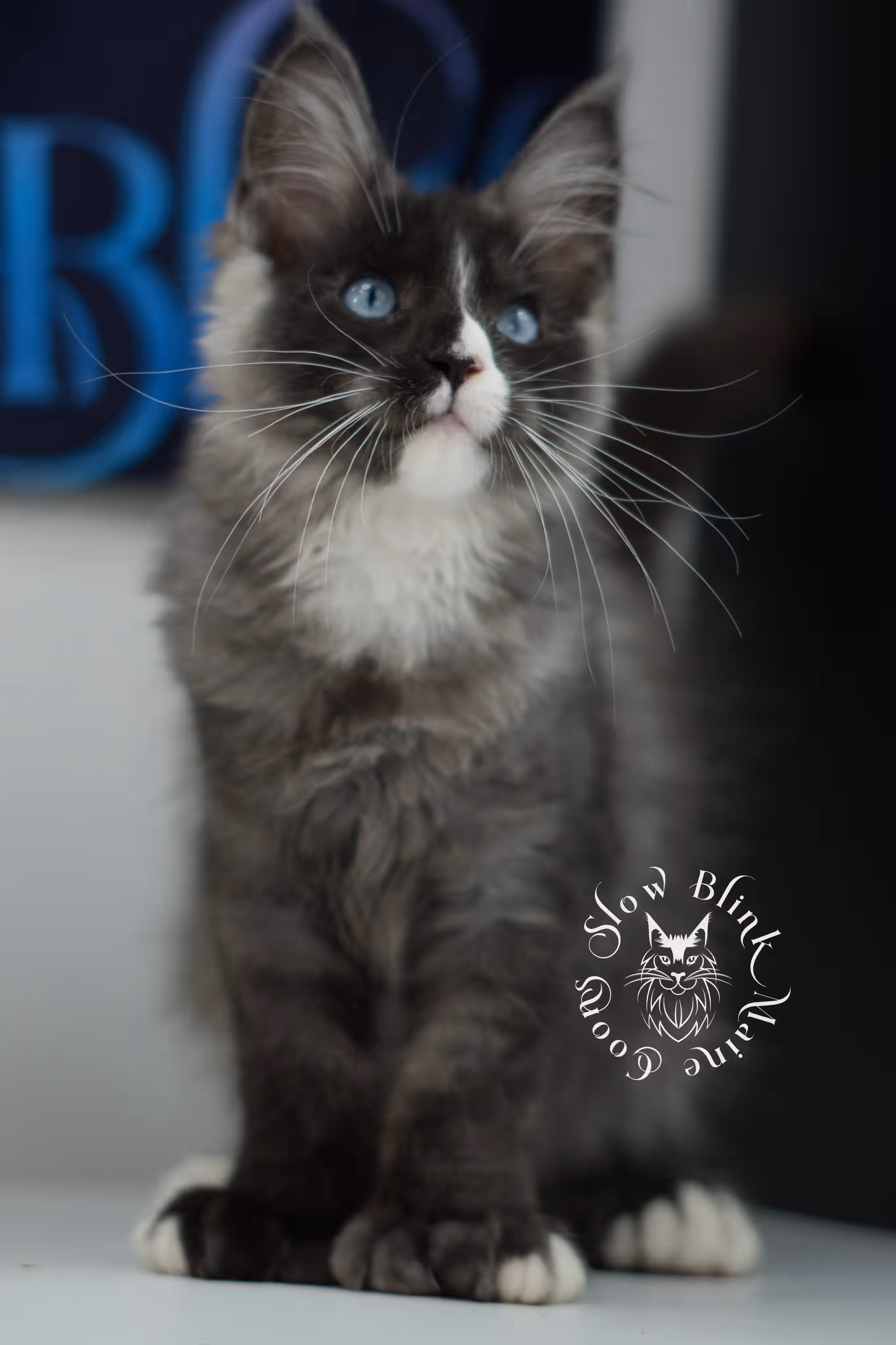 black smoke with white blue eyed | maine coon kitten | male | ems code | ns 09 61 | age 10 weeks | taken jul 23 2025 | named victor Bicolor Maine Coon Kittens > black smoke with white blue eyed | maine coon kitten | male | ems code | ns 09 61 | age 10 weeks | taken jul 23 2025 | named victor | idx 10
