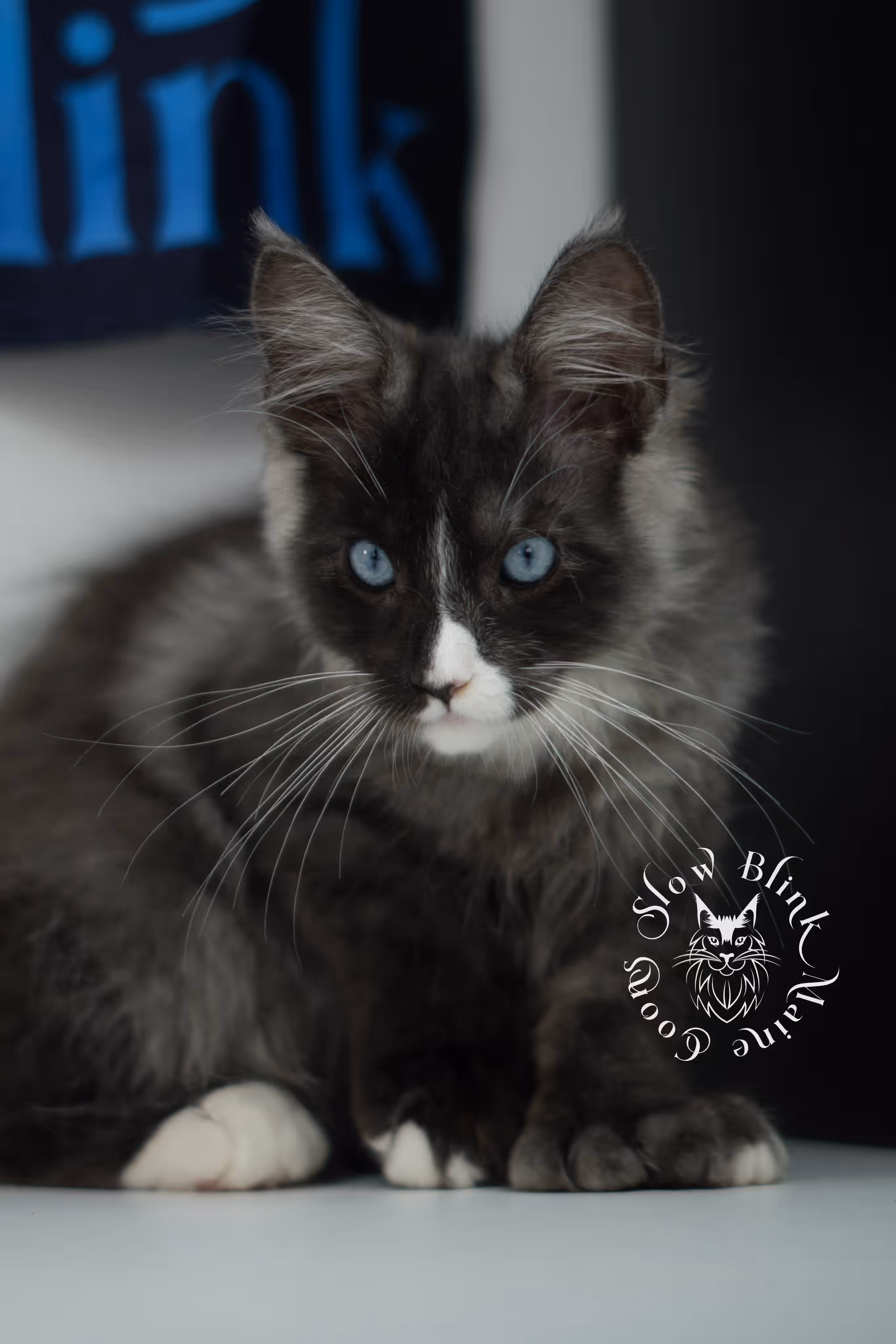 black smoke with white blue eyed | maine coon kitten | male | ems code | ns 09 61 | age 10 weeks | taken jul 23 2025 | named victor Bicolor Maine Coon Kittens > black smoke with white blue eyed | maine coon kitten | male | ems code | ns 09 61 | age 10 weeks | taken jul 23 2025 | named victor | idx 15