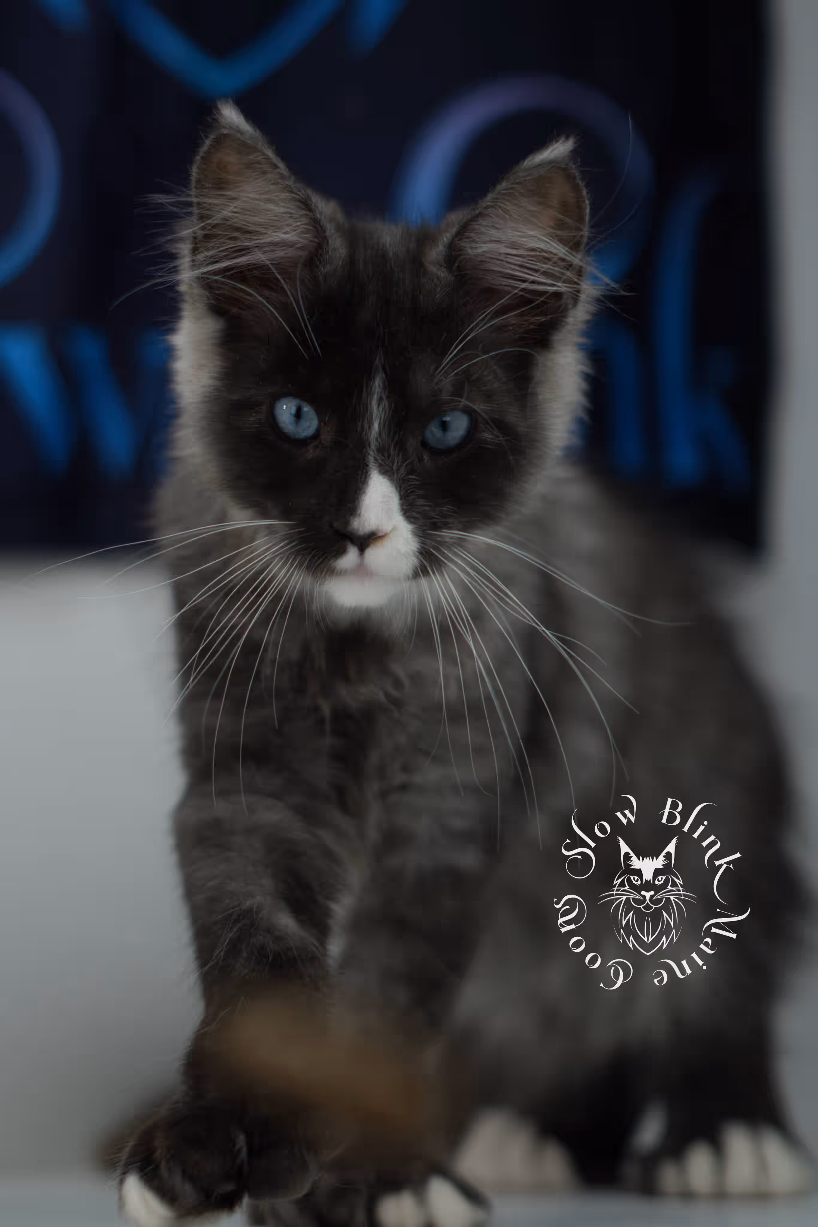 black smoke with white blue eyed | maine coon kitten | male | ems code | ns 09 61 | age 10 weeks | taken jul 23 2025 | named victor Bicolor Maine Coon Kittens > black smoke with white blue eyed | maine coon kitten | male | ems code | ns 09 61 | age 10 weeks | taken jul 23 2025 | named victor | idx 16