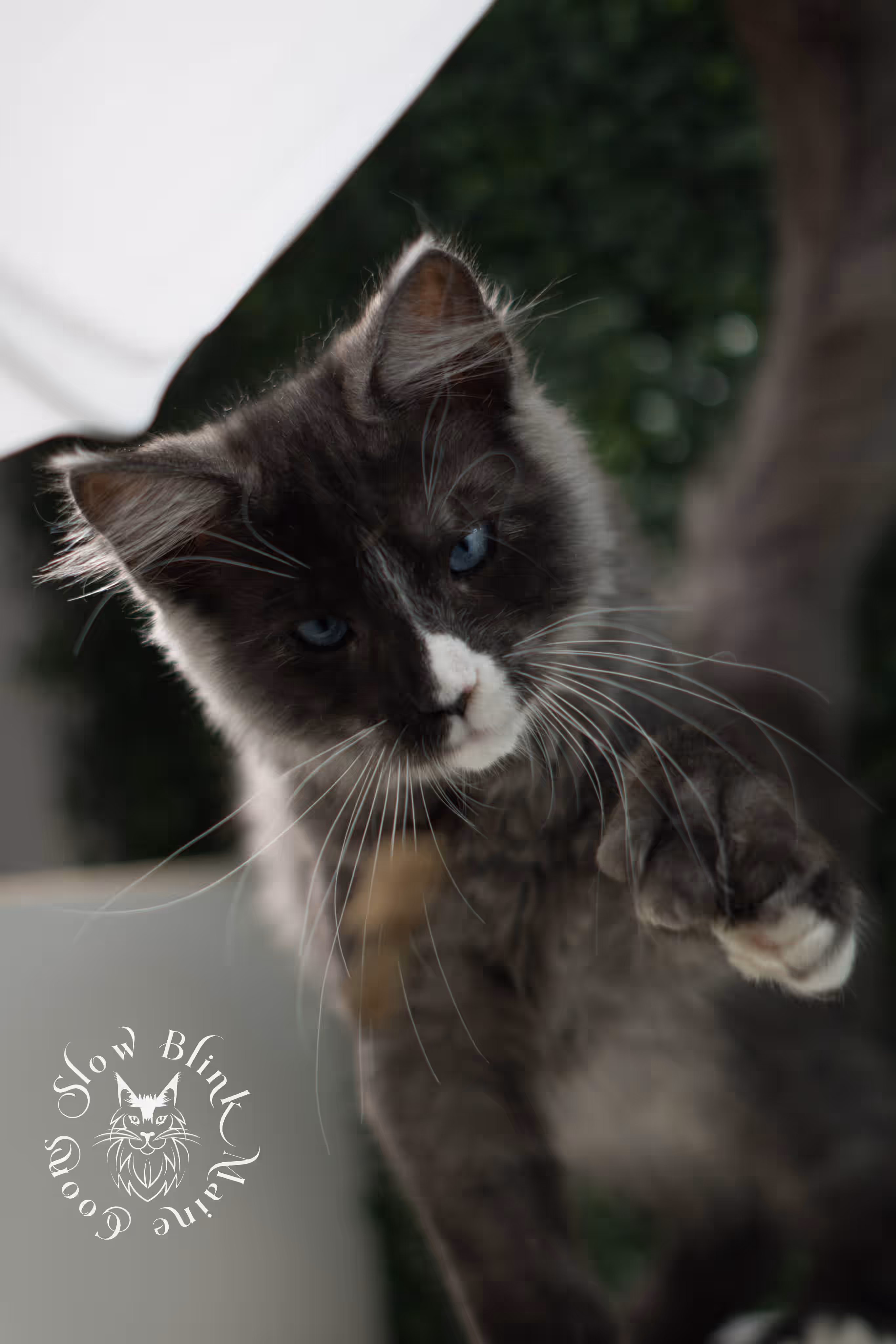 black smoke with white blue eyed | maine coon kitten | male | ems code | ns 09 61 | age 10 weeks | taken jul 23 2025 | named victor Bicolor Maine Coon Kittens > black smoke with white blue eyed | maine coon kitten | male | ems code | ns 09 61 | age 10 weeks | taken jul 23 2025 | named victor | idx 18