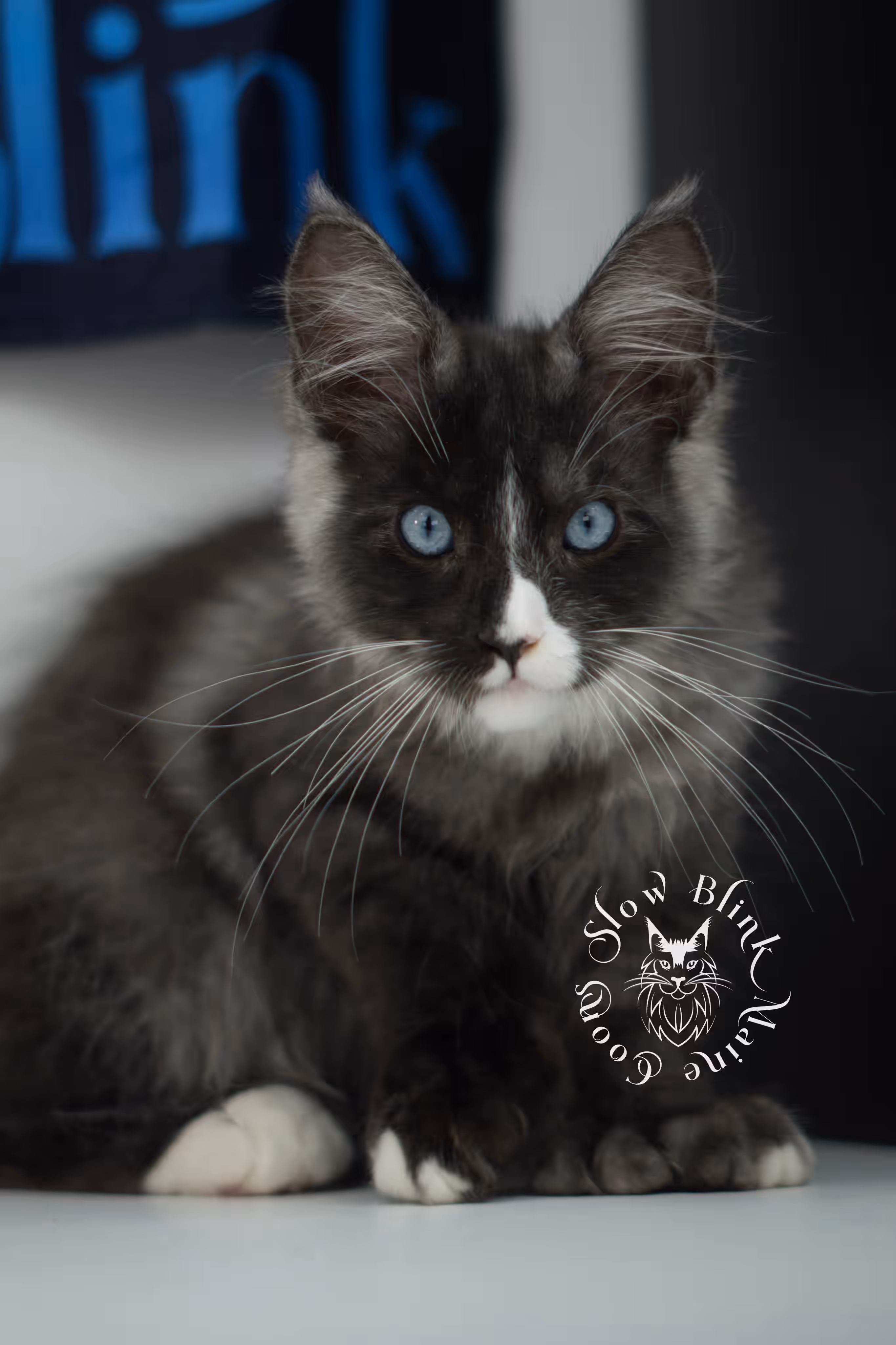 black smoke with white blue eyed | maine coon kitten | male | ems code | ns 09 61 | age 10 weeks | taken jul 23 2025 | named victor Bicolor Maine Coon Kittens > black smoke with white blue eyed | maine coon kitten | male | ems code | ns 09 61 | age 10 weeks | taken jul 23 2025 | named victor | idx 20