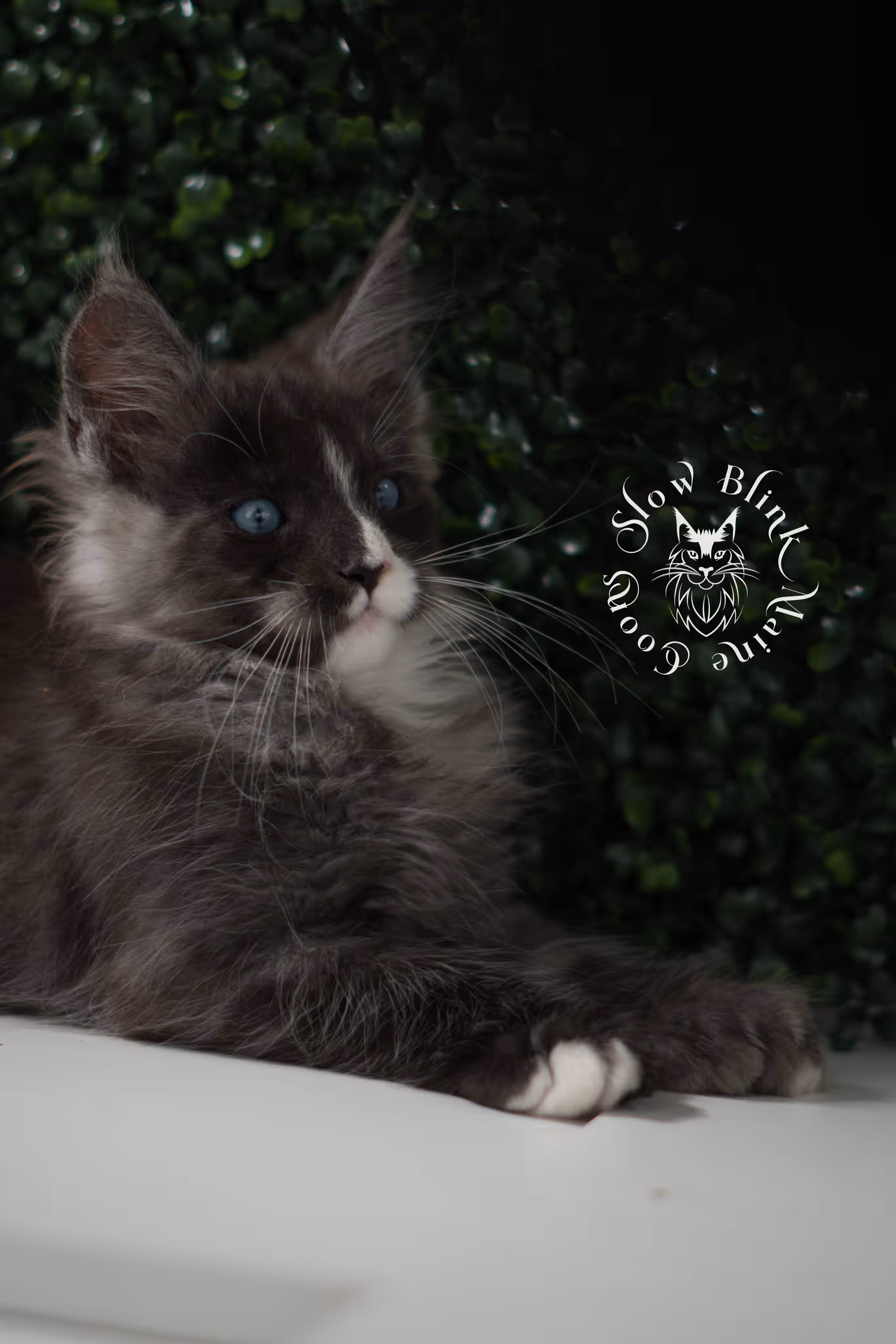 black smoke with white blue eyed | maine coon kitten | male | ems code | ns 09 61 | age 8 weeks | taken jun 2025 Bicolor Maine Coon Kittens > black smoke with white blue eyed | maine coon kitten | male | ems code | ns 09 61 | age 8 weeks | taken jun 2025 | idx 01