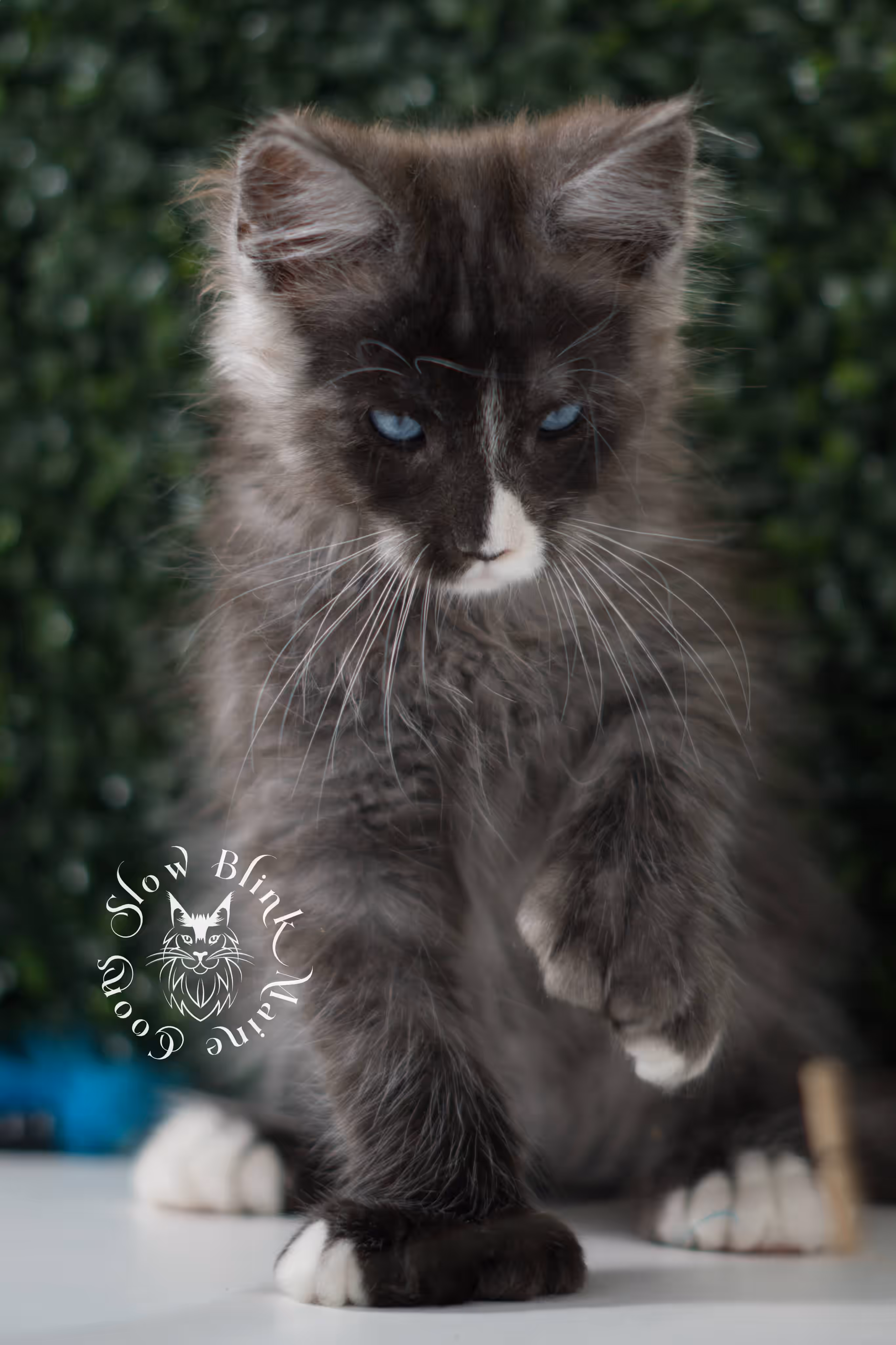 black smoke with white blue eyed | maine coon kitten | male | ems code | ns 09 61 | age 8 weeks | taken jun 2025 Bicolor Maine Coon Kittens > black smoke with white blue eyed | maine coon kitten | male | ems code | ns 09 61 | age 8 weeks | taken jun 2025 | idx 02