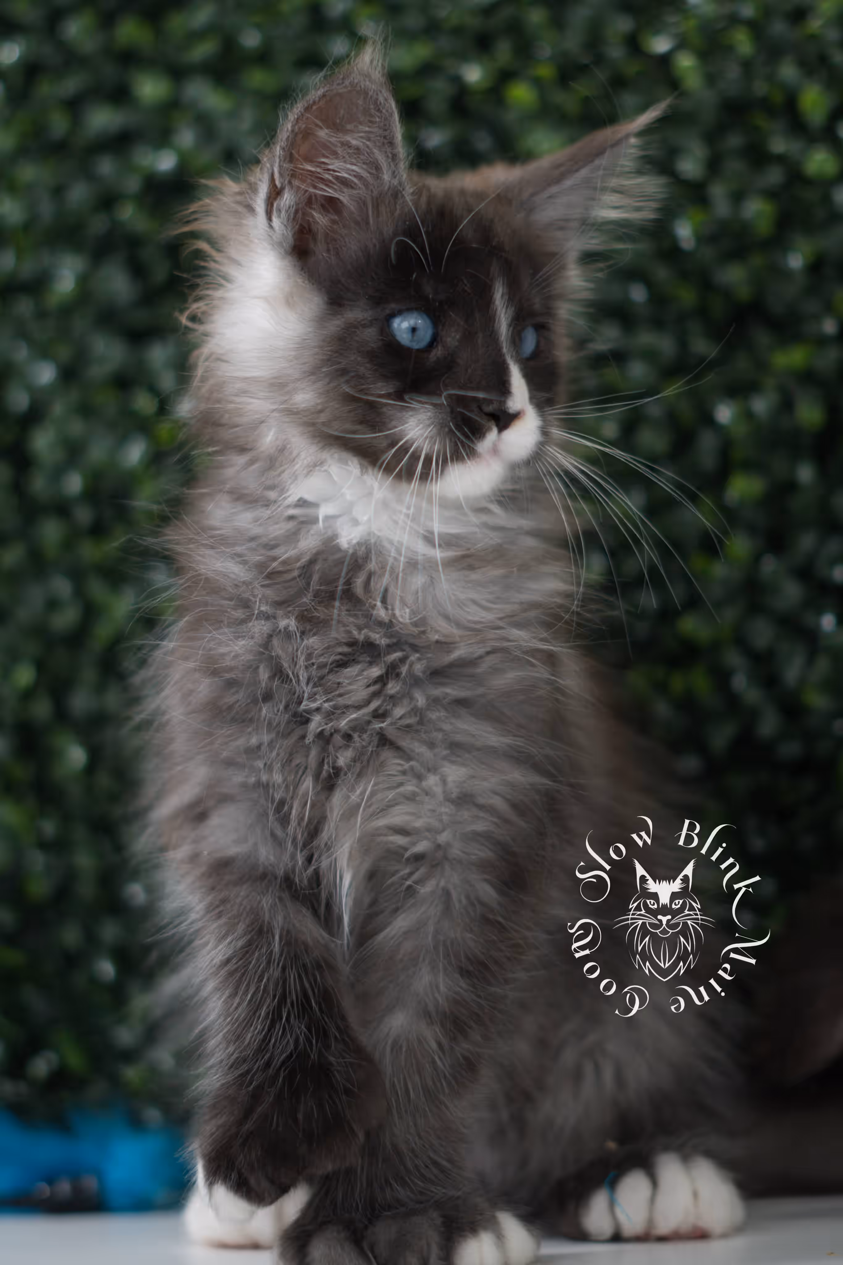 black smoke with white blue eyed | maine coon kitten | male | ems code | ns 09 61 | age 8 weeks | taken jun 2025 Bicolor Maine Coon Kittens > black smoke with white blue eyed | maine coon kitten | male | ems code | ns 09 61 | age 8 weeks | taken jun 2025 | idx 03