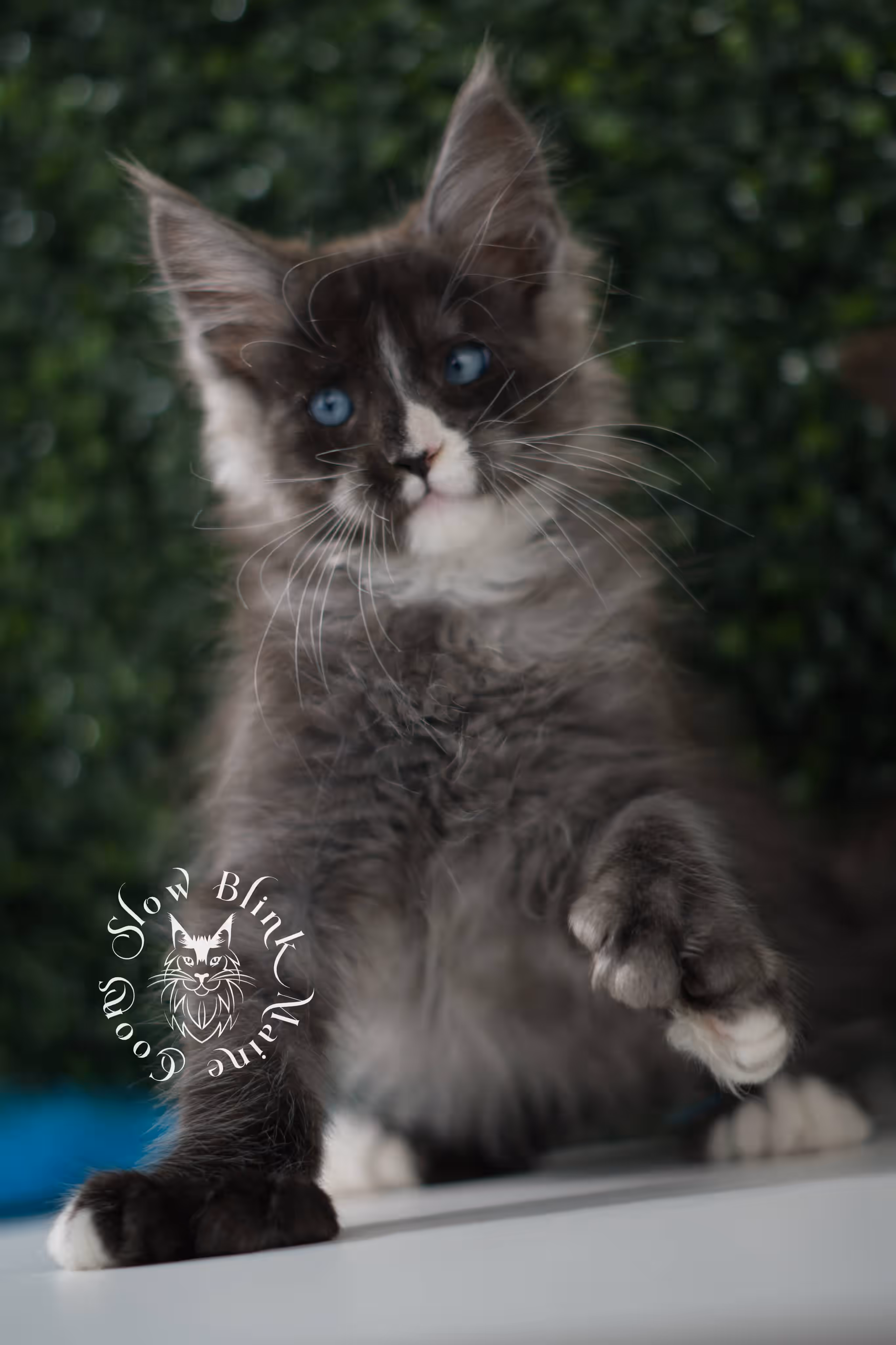 black smoke with white blue eyed | maine coon kitten | male | ems code | ns 09 61 | age 8 weeks | taken jun 2025 Bicolor Maine Coon Kittens > black smoke with white blue eyed | maine coon kitten | male | ems code | ns 09 61 | age 8 weeks | taken jun 2025 | idx 04