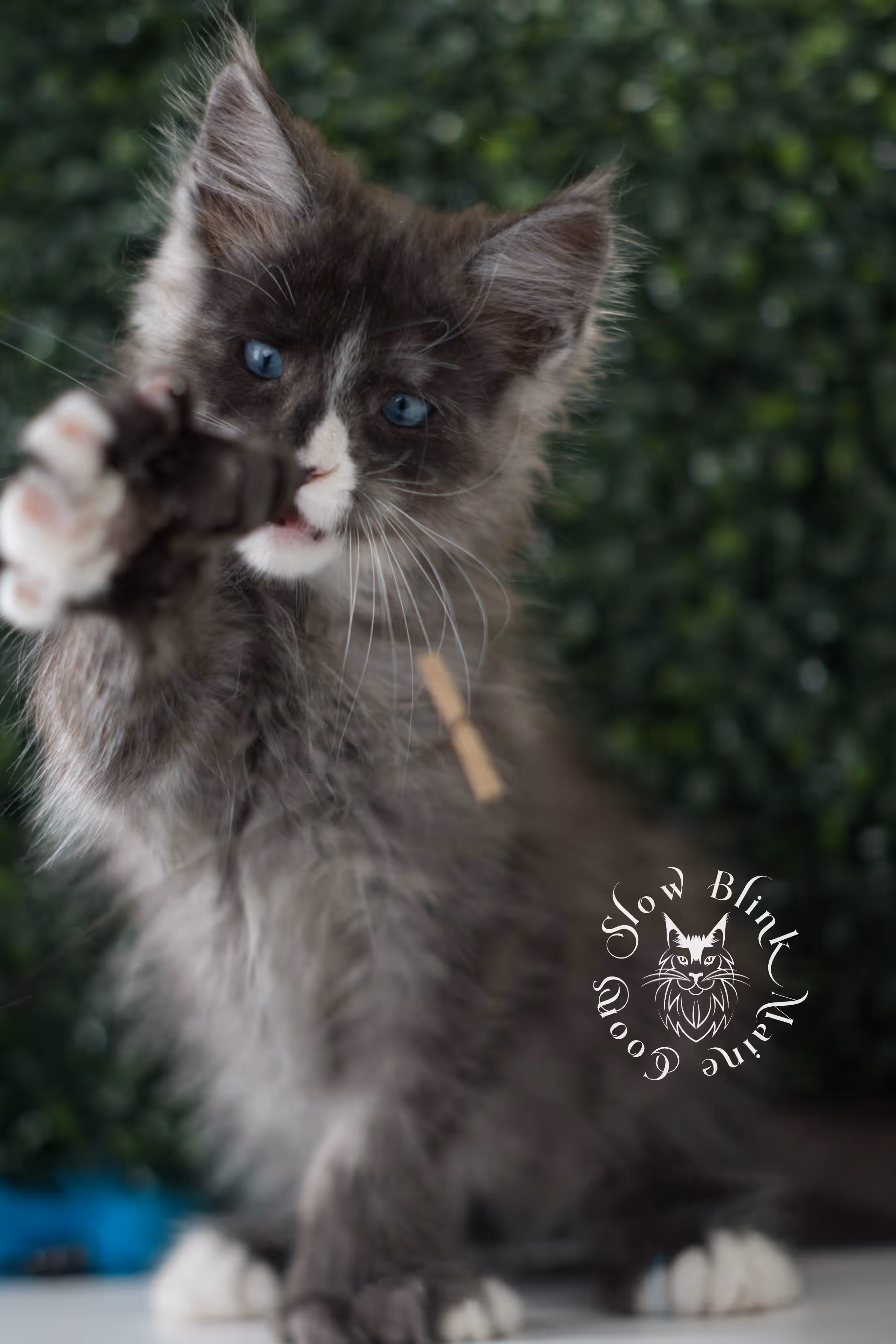 black smoke with white blue eyed | maine coon kitten | male | ems code | ns 09 61 | age 8 weeks | taken jun 2025 Bicolor Maine Coon Kittens > black smoke with white blue eyed | maine coon kitten | male | ems code | ns 09 61 | age 8 weeks | taken jun 2025 | idx 05