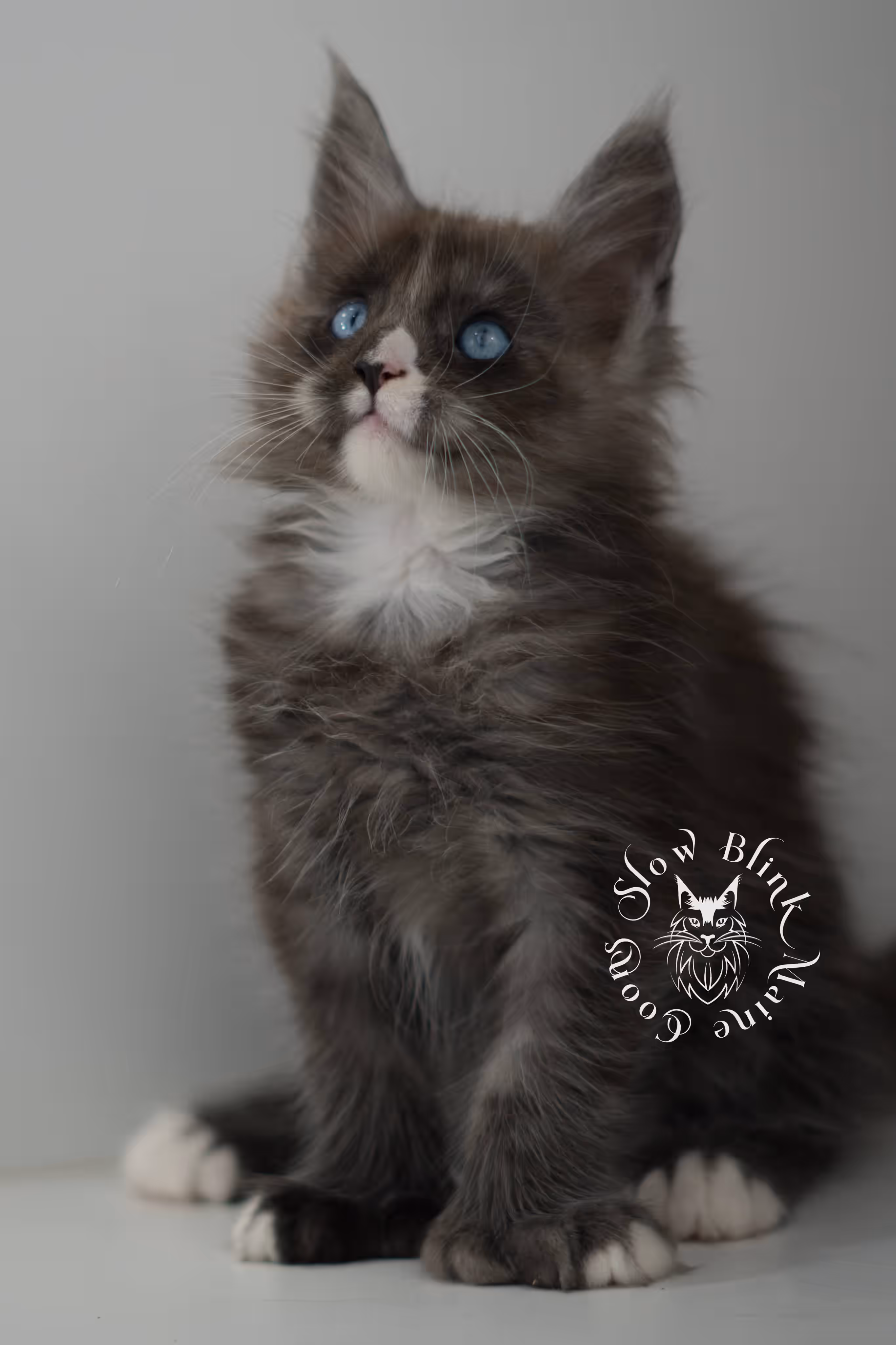 black smoke with white blue eyed | maine coon kitten | male | ems code | ns 09 61 | age 8 weeks | taken jun 2025 Bicolor Maine Coon Kittens > black smoke with white blue eyed | maine coon kitten | male | ems code | ns 09 61 | age 8 weeks | taken jun 2025 | idx 06