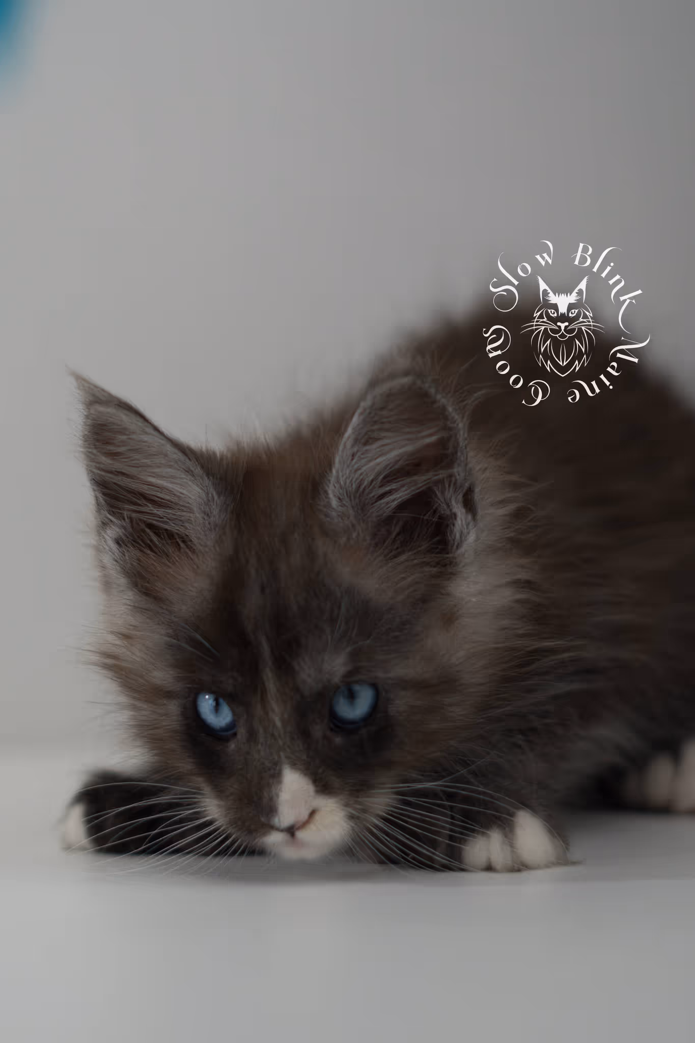 black smoke with white blue eyed | maine coon kitten | male | ems code | ns 09 61 | age 8 weeks | taken jun 2025 Bicolor Maine Coon Kittens > black smoke with white blue eyed | maine coon kitten | male | ems code | ns 09 61 | age 8 weeks | taken jun 2025 | idx 07