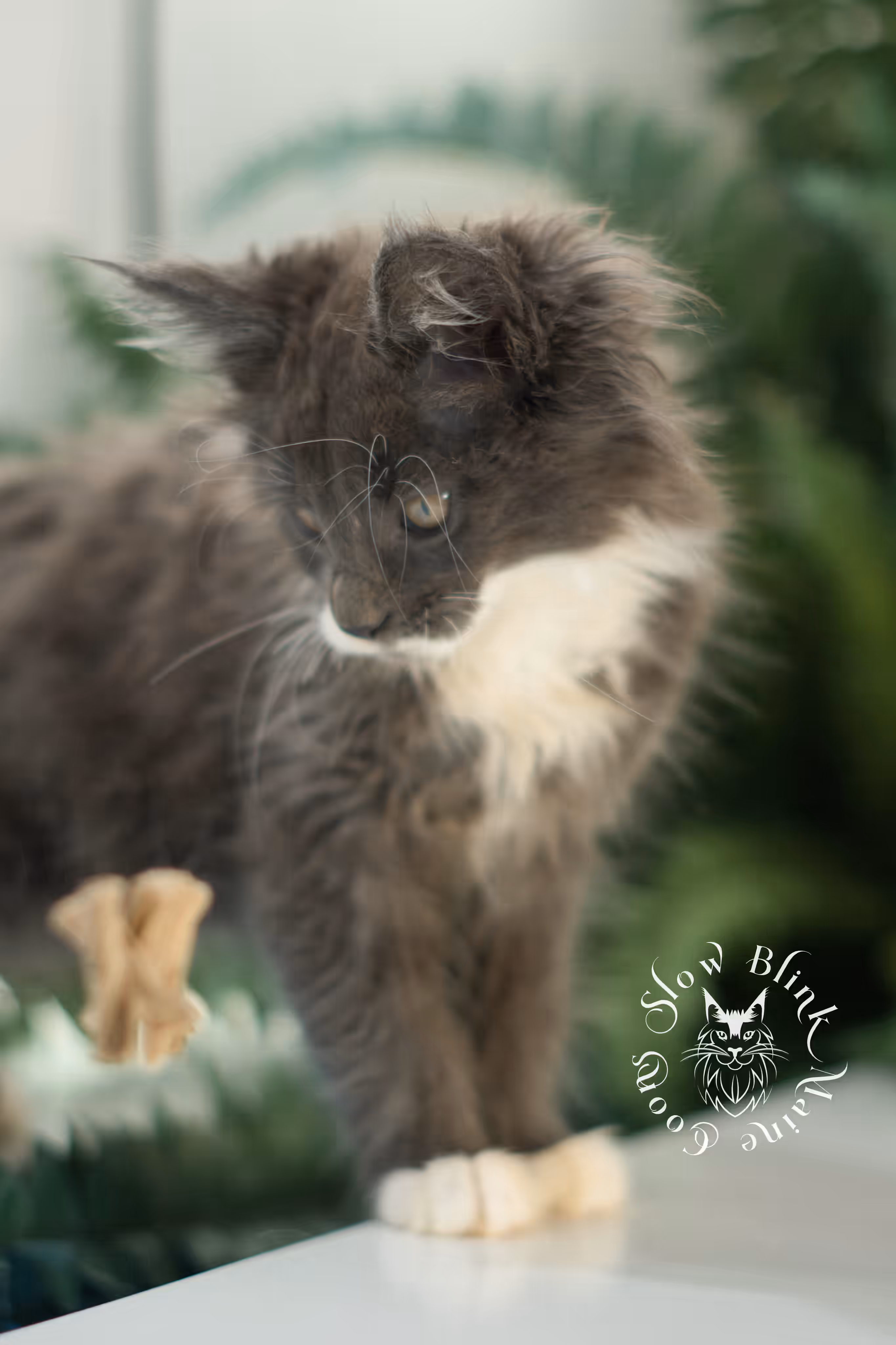 blue smoke bicolor | maine coon kitten | ems code mcp ns | female | poly | taken feb 2025 | age 7 weeks Bicolor Maine Coon Kittens > blue smoke bicolor | maine coon kitten | ems code mcp ns | female | poly | taken feb 2025 | age 7 weeks | idx 01