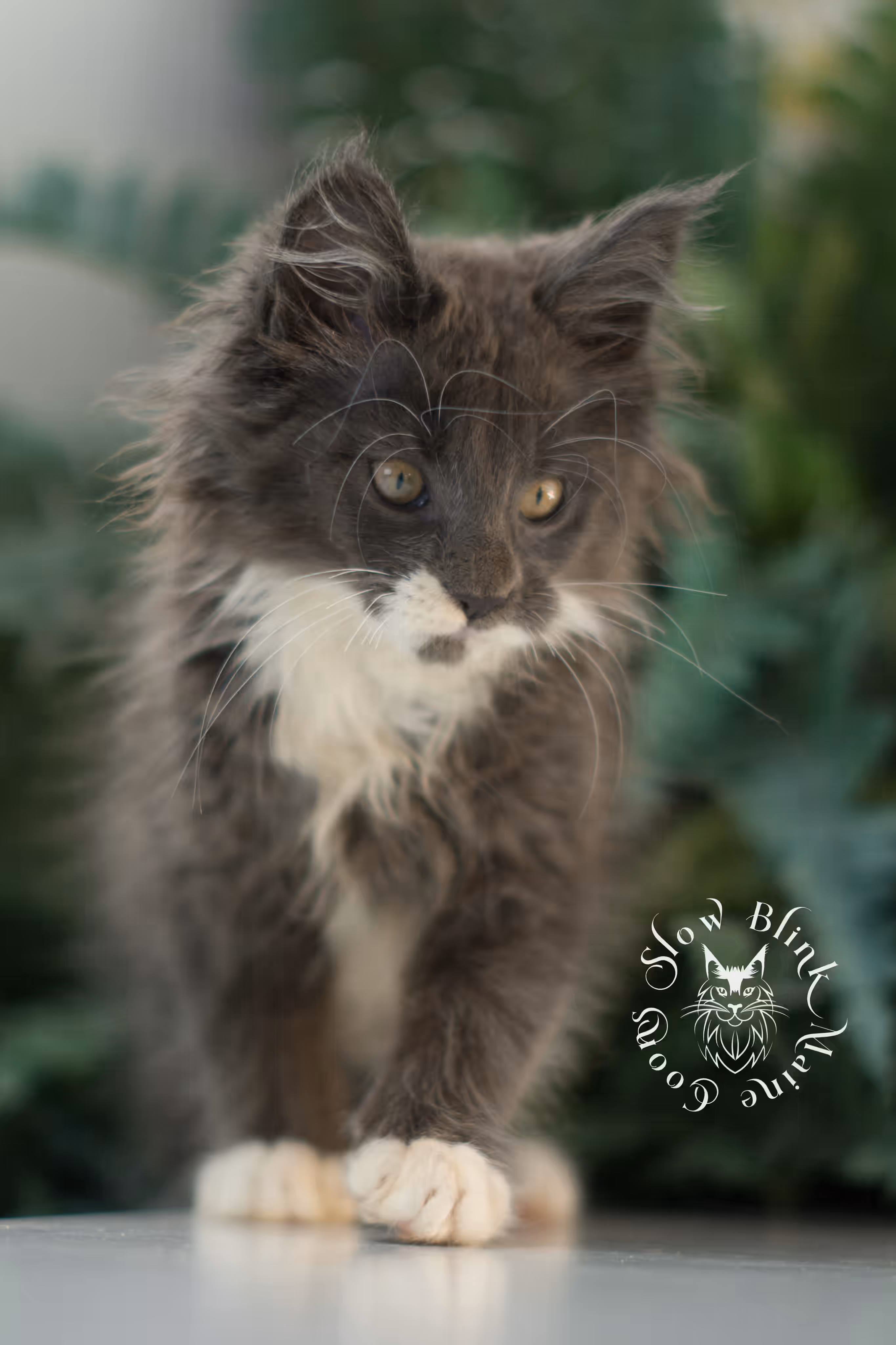 blue smoke bicolor | maine coon kitten | ems code mcp ns | female | poly | taken feb 2025 | age 7 weeks Bicolor Maine Coon Kittens > blue smoke bicolor | maine coon kitten | ems code mcp ns | female | poly | taken feb 2025 | age 7 weeks | idx 02