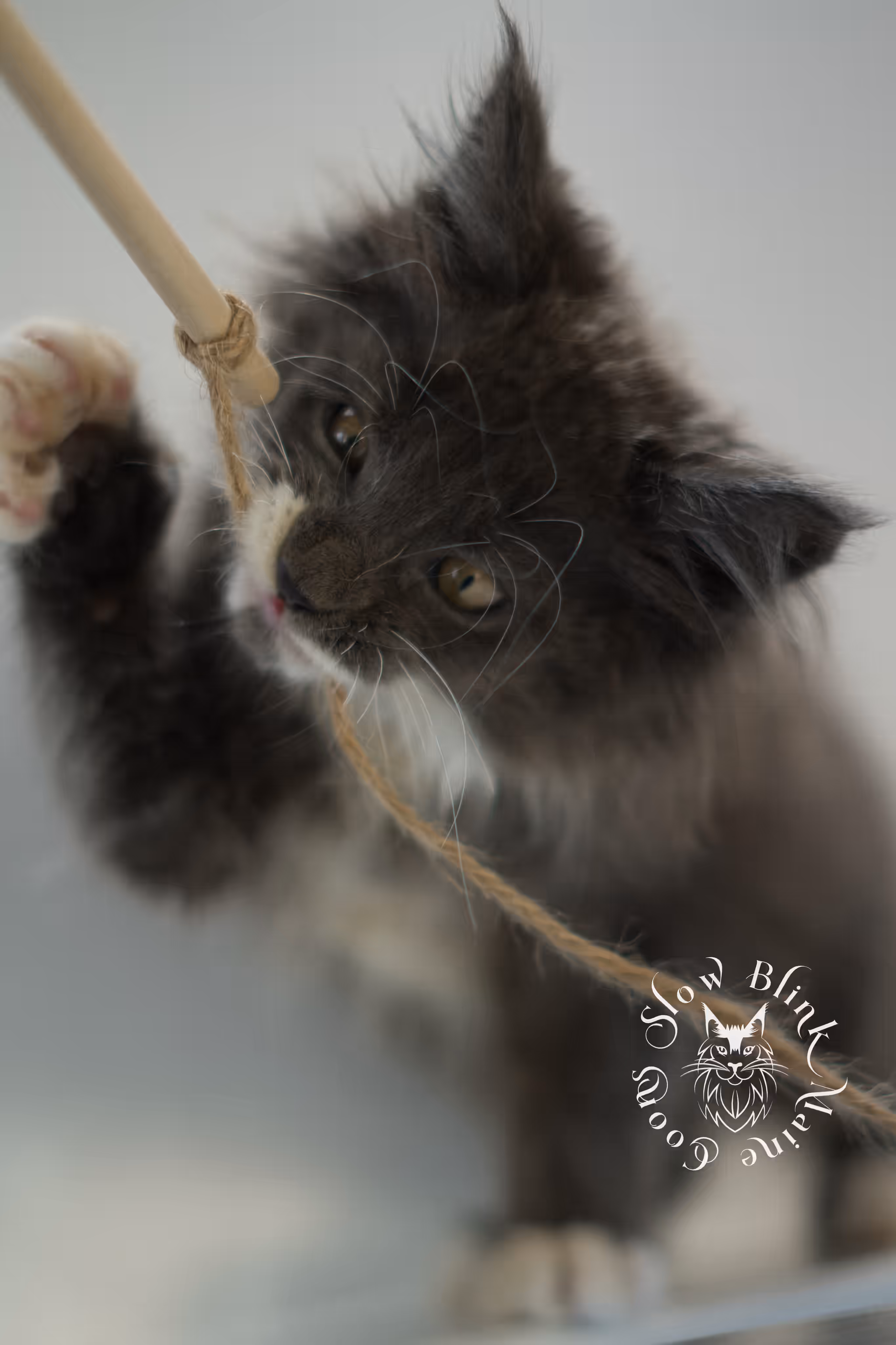 blue smoke bicolor | maine coon kitten | ems code mcp ns | female | poly | taken feb 2025 | age 7 weeks Bicolor Maine Coon Kittens > blue smoke bicolor | maine coon kitten | ems code mcp ns | female | poly | taken feb 2025 | age 7 weeks | idx 03