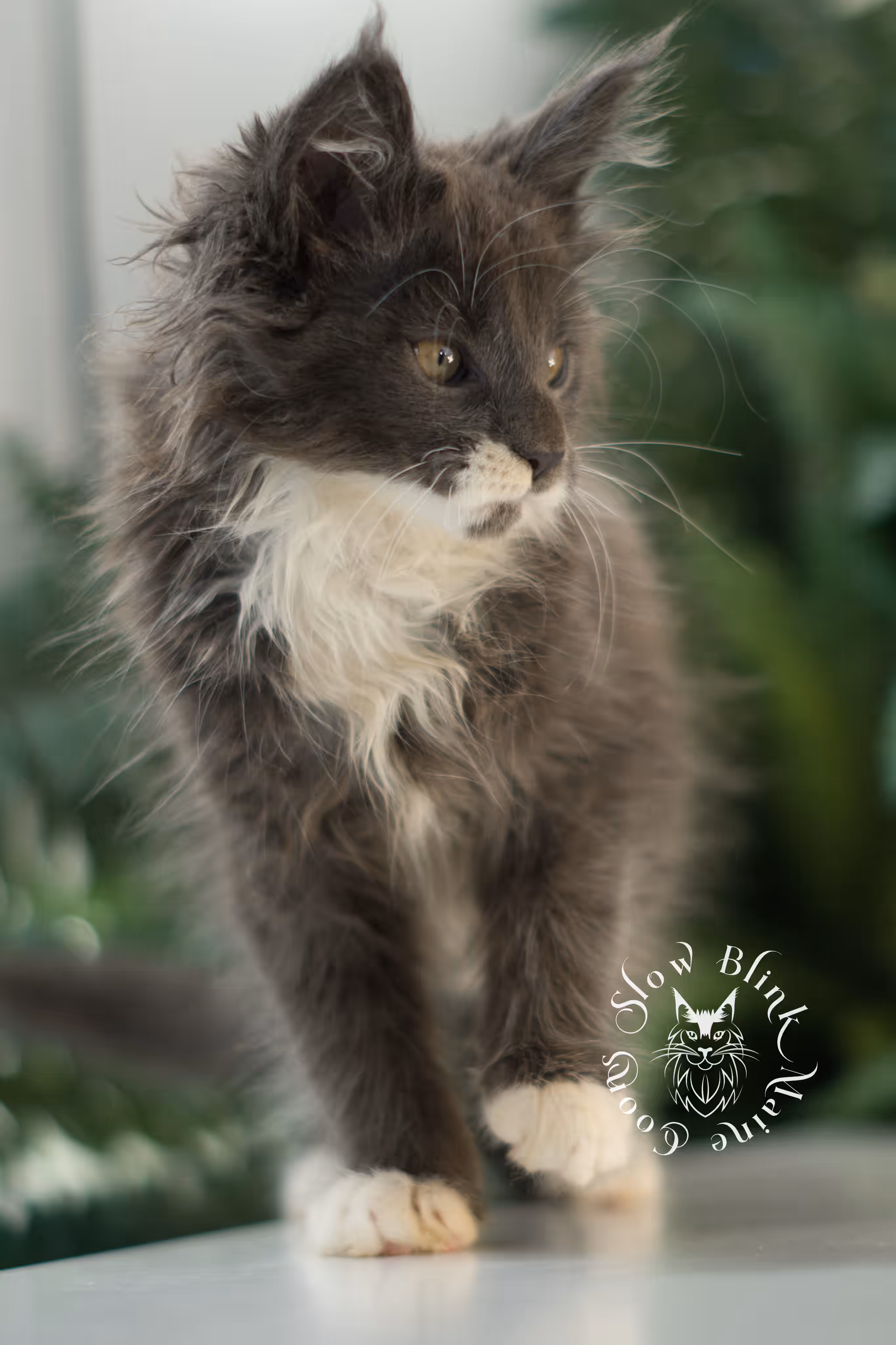 blue smoke bicolor | maine coon kitten | ems code mcp ns | female | poly | taken feb 2025 | age 7 weeks Bicolor Maine Coon Kittens > blue smoke bicolor | maine coon kitten | ems code mcp ns | female | poly | taken feb 2025 | age 7 weeks | idx 04