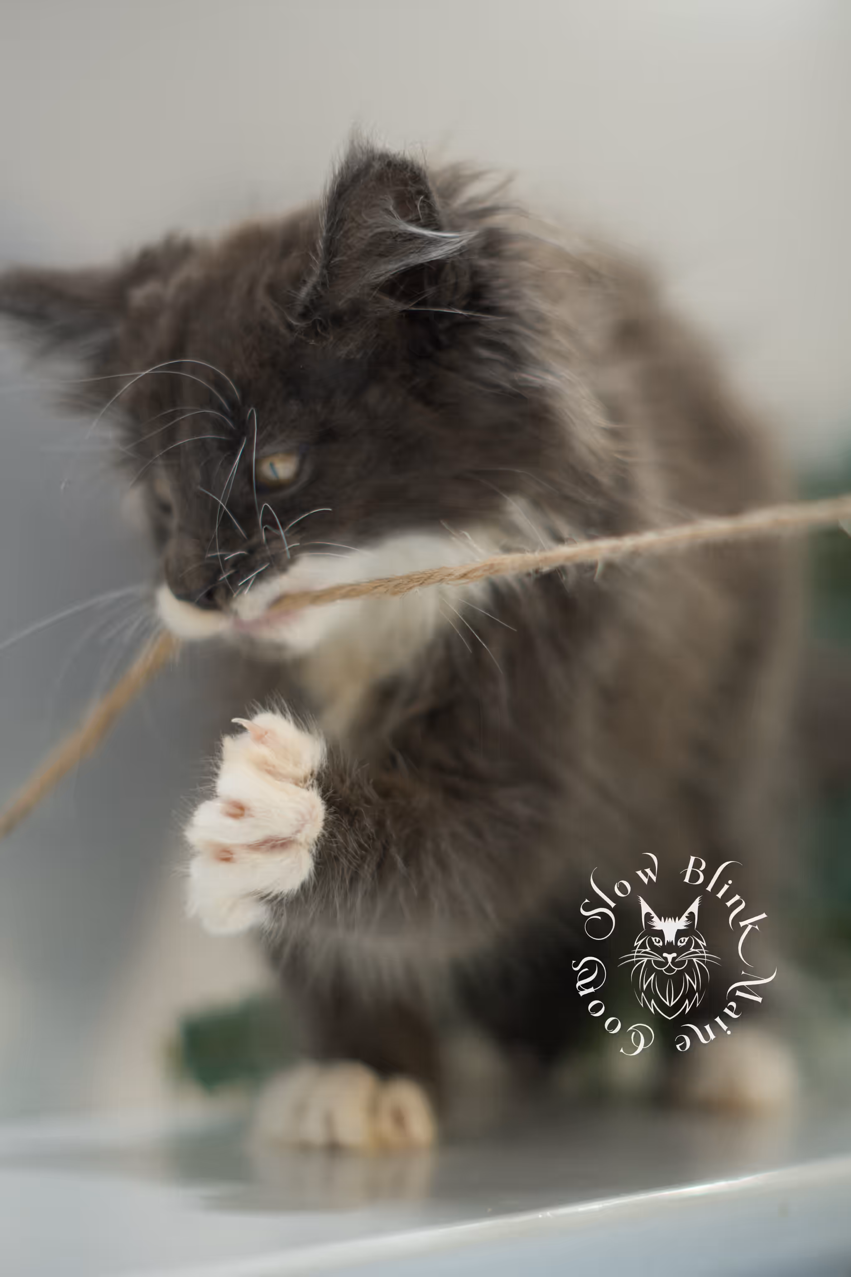 blue smoke bicolor | maine coon kitten | ems code mcp ns | female | poly | taken feb 2025 | age 7 weeks Bicolor Maine Coon Kittens > blue smoke bicolor | maine coon kitten | ems code mcp ns | female | poly | taken feb 2025 | age 7 weeks | idx 05