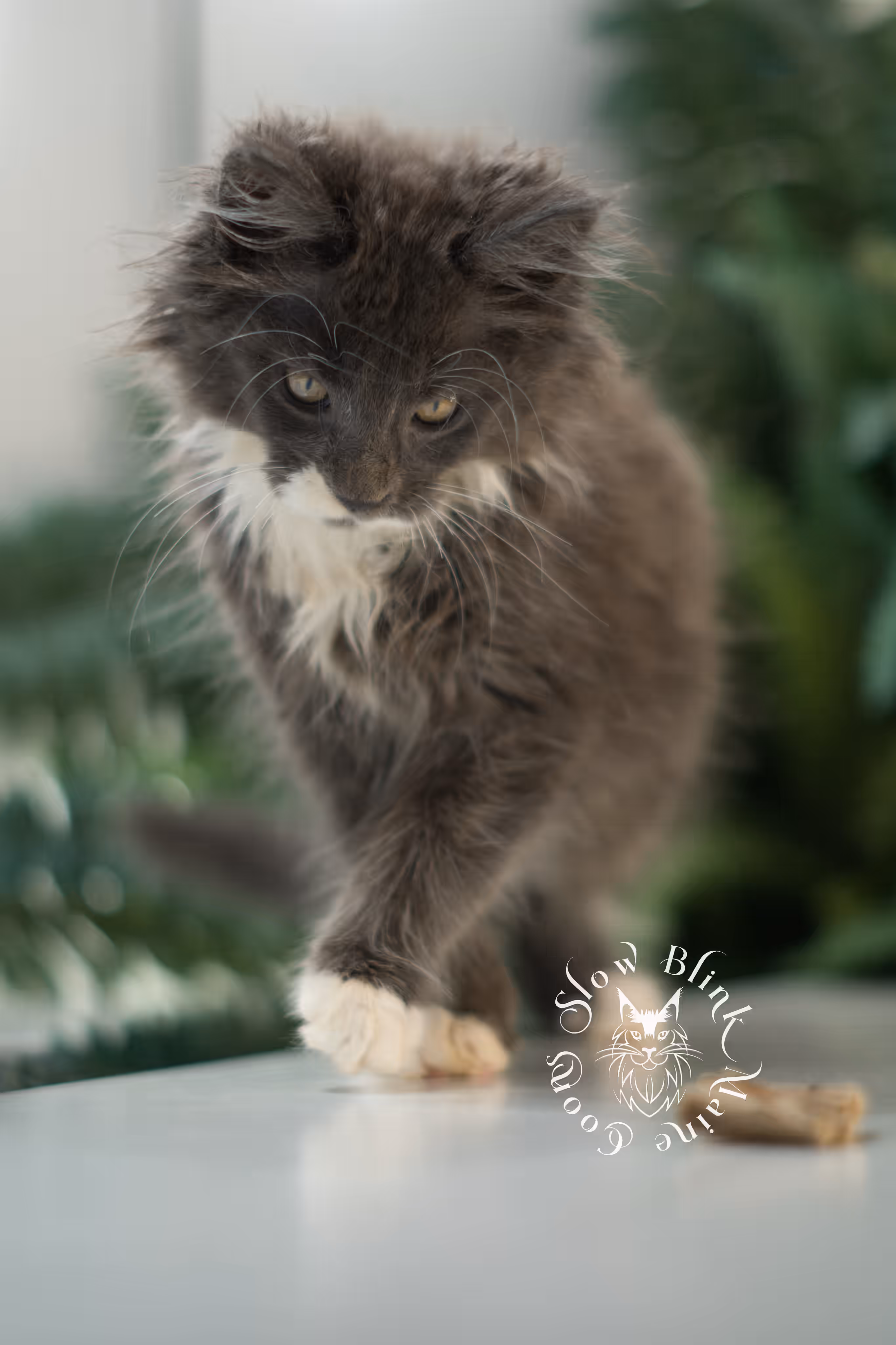 blue smoke bicolor | maine coon kitten | ems code mcp ns | female | poly | taken feb 2025 | age 7 weeks Bicolor Maine Coon Kittens > blue smoke bicolor | maine coon kitten | ems code mcp ns | female | poly | taken feb 2025 | age 7 weeks | idx 06