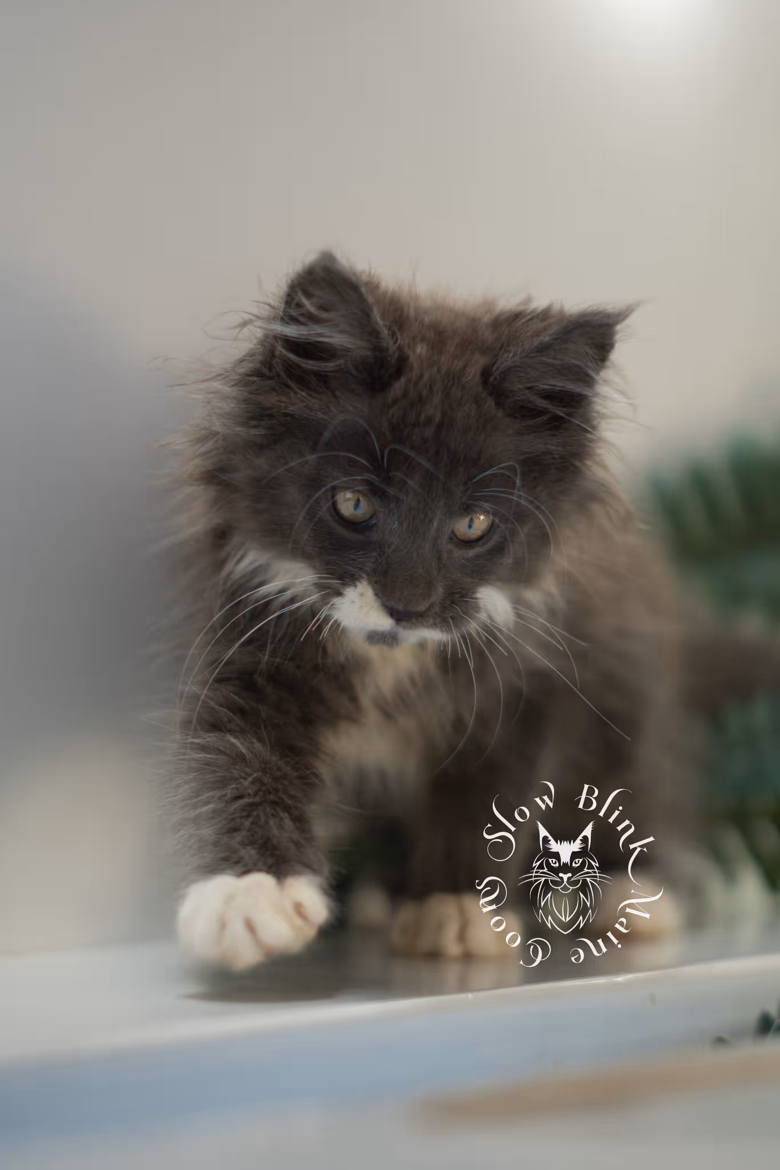 blue smoke bicolor | maine coon kitten | ems code mcp ns | female | poly | taken feb 2025 | age 7 weeks Bicolor Maine Coon Kittens > blue smoke bicolor | maine coon kitten | ems code mcp ns | female | poly | taken feb 2025 | age 7 weeks | idx 07