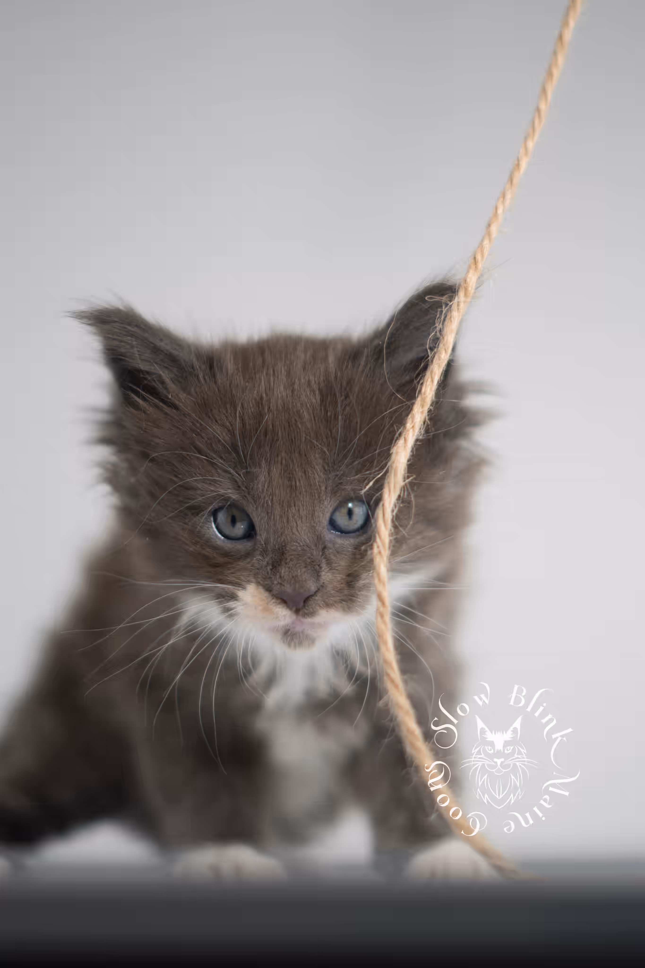 blue smoke bicolor maine coon kitten | female | slowblinkmainecoons | ems code as 03 | taken jan 2025 | age 5 weeks old | poly Bicolor Maine Coon Kittens > blue smoke bicolor maine coon kitten | female | slowblinkmainecoons | ems code as 03 | taken jan 2025 | age 5 weeks old | poly | idx 01