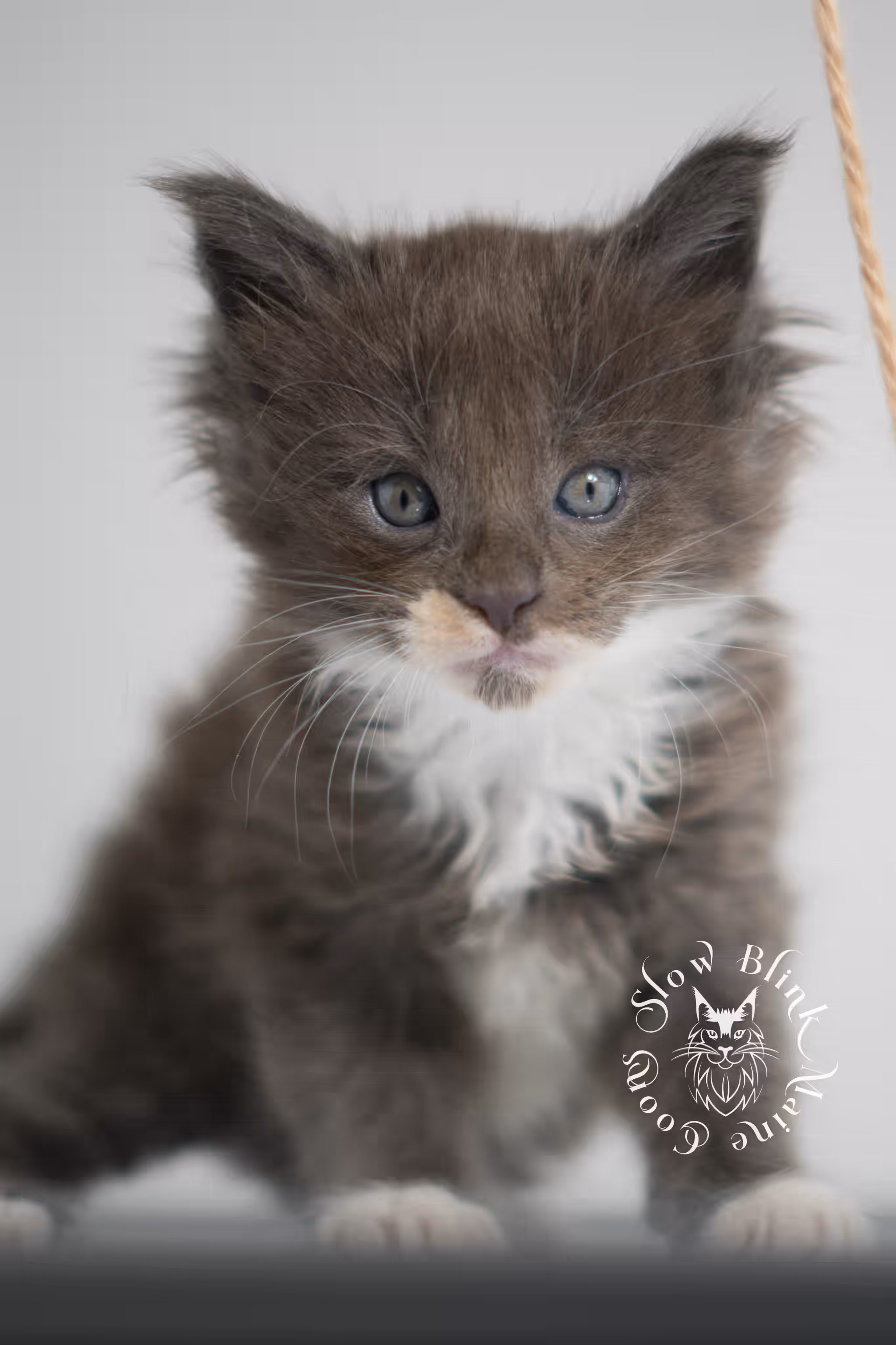 blue smoke bicolor maine coon kitten | female | slowblinkmainecoons | ems code as 03 | taken jan 2025 | age 5 weeks old | poly Bicolor Maine Coon Kittens > blue smoke bicolor maine coon kitten | female | slowblinkmainecoons | ems code as 03 | taken jan 2025 | age 5 weeks old | poly | idx 02
