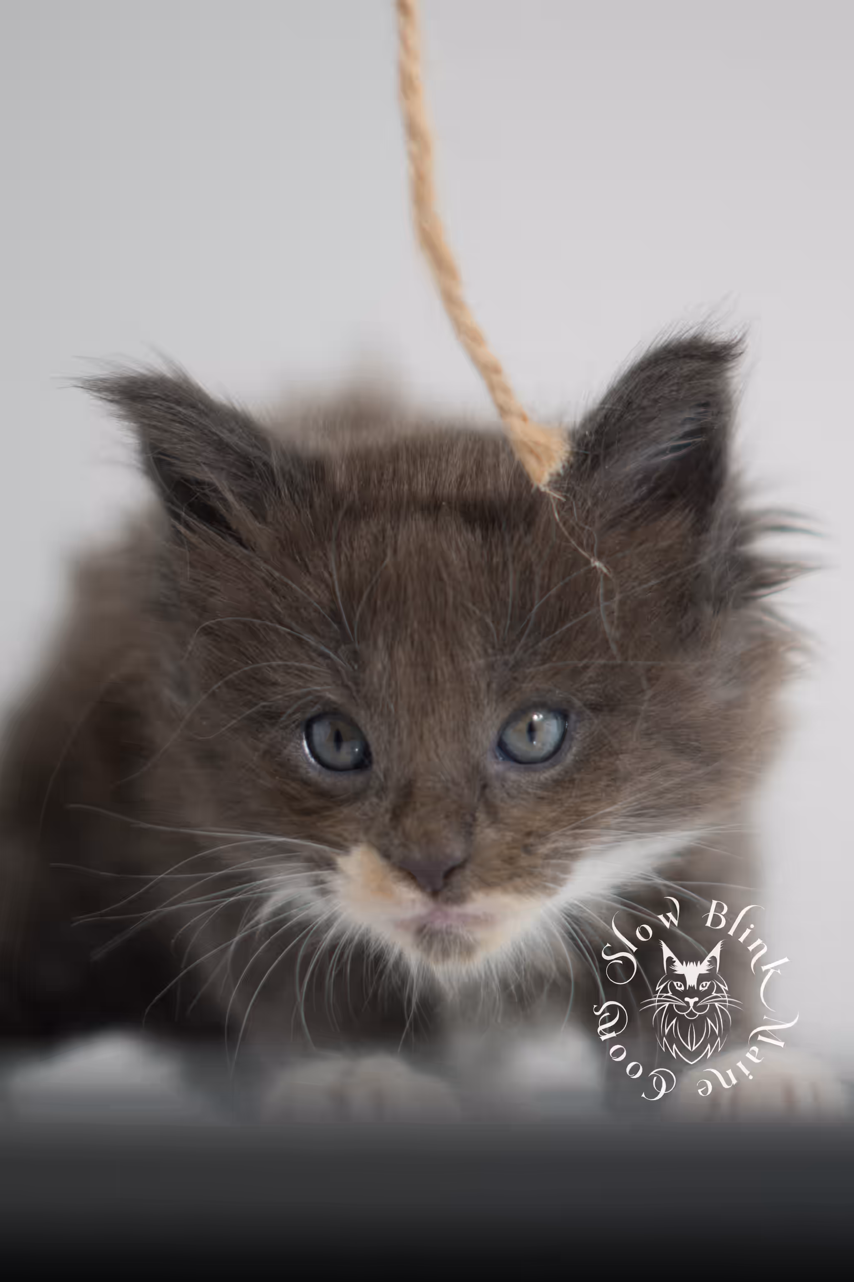 blue smoke bicolor maine coon kitten | female | slowblinkmainecoons | ems code as 03 | taken jan 2025 | age 5 weeks old | poly Bicolor Maine Coon Kittens > blue smoke bicolor maine coon kitten | female | slowblinkmainecoons | ems code as 03 | taken jan 2025 | age 5 weeks old | poly | idx 03