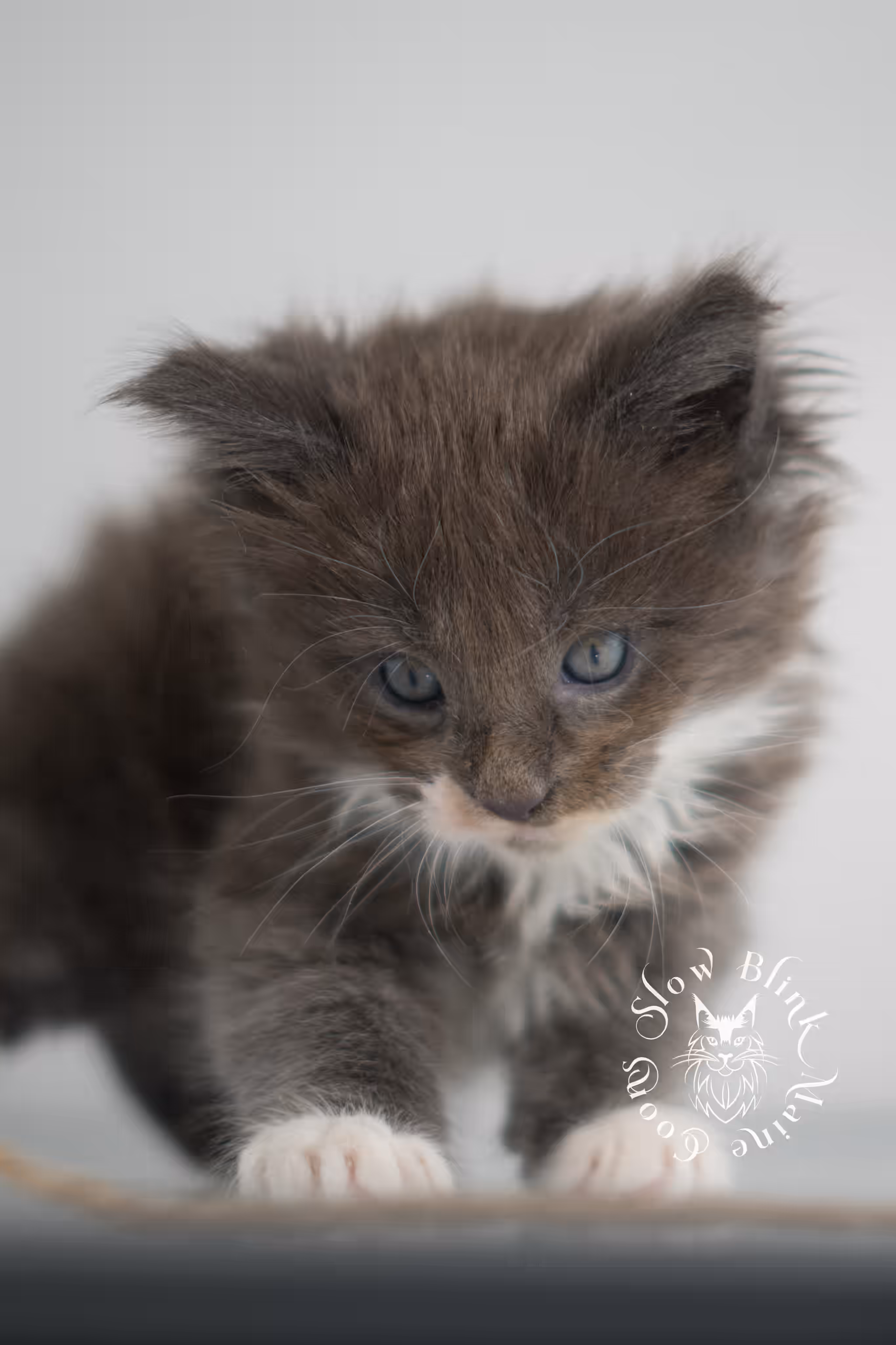blue smoke bicolor maine coon kitten | female | slowblinkmainecoons | ems code as 03 | taken jan 2025 | age 5 weeks old | poly Bicolor Maine Coon Kittens > blue smoke bicolor maine coon kitten | female | slowblinkmainecoons | ems code as 03 | taken jan 2025 | age 5 weeks old | poly | idx 04