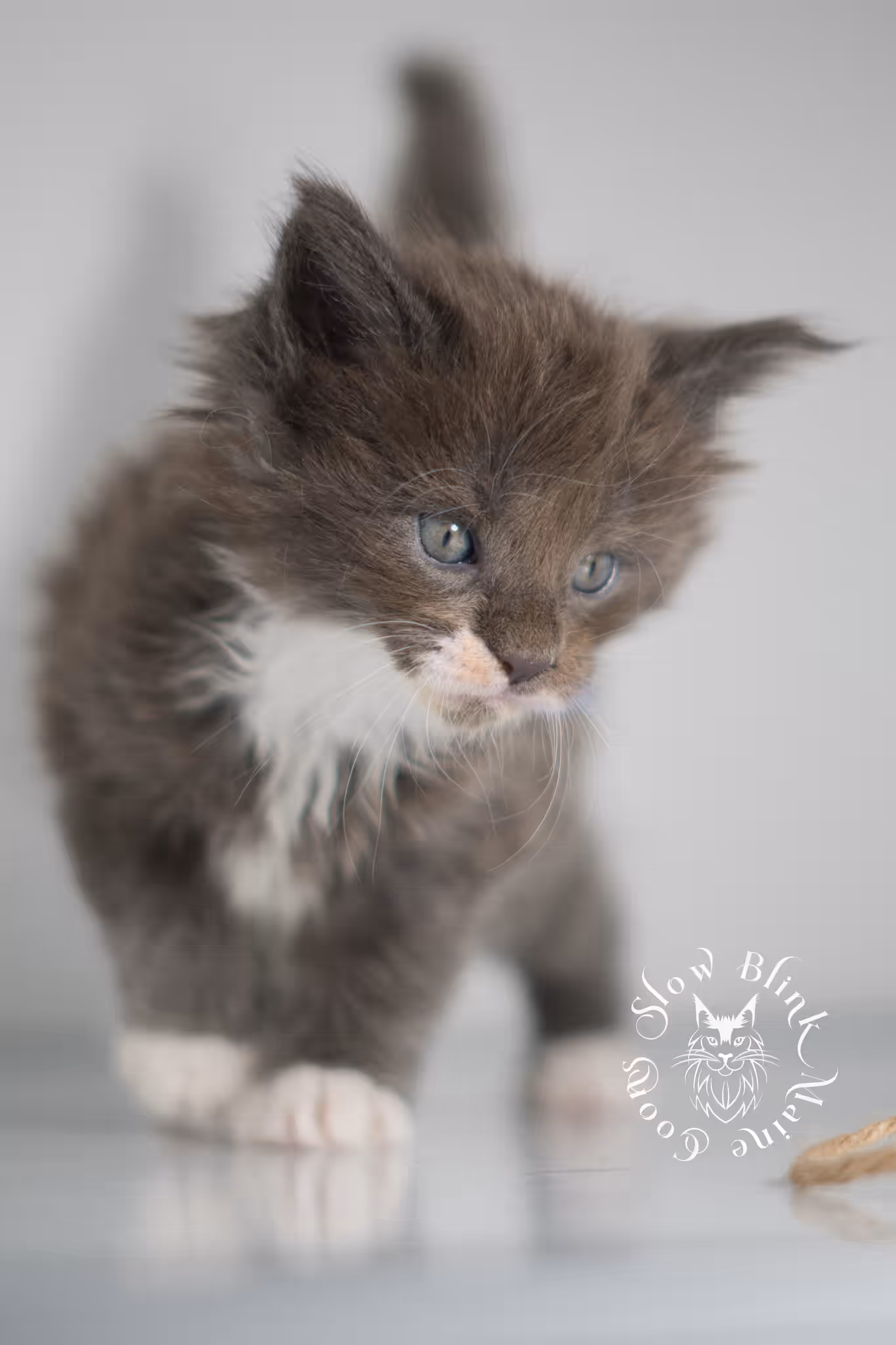 blue smoke bicolor maine coon kitten | female | slowblinkmainecoons | ems code as 03 | taken jan 2025 | age 5 weeks old | poly Bicolor Maine Coon Kittens > blue smoke bicolor maine coon kitten | female | slowblinkmainecoons | ems code as 03 | taken jan 2025 | age 5 weeks old | poly | idx 05