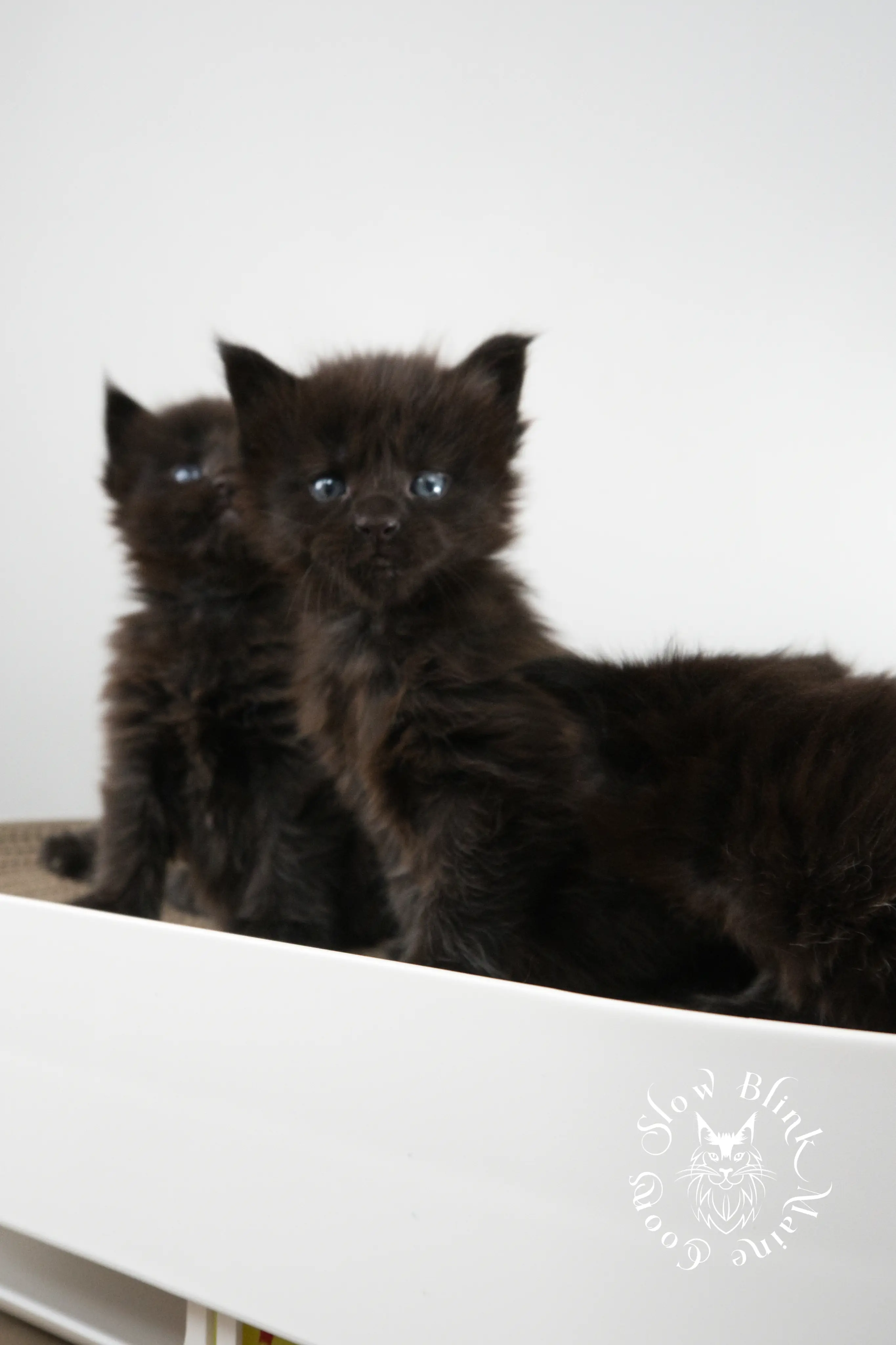 black maine coon kitten | age 3 weeks old | slowblinkmainecoons | ems code n | taken august 2024 Black Maine Coon Kittens > black maine coon kitten | age 3 weeks old | slowblinkmainecoons | ems code n | taken august 2024 | 39