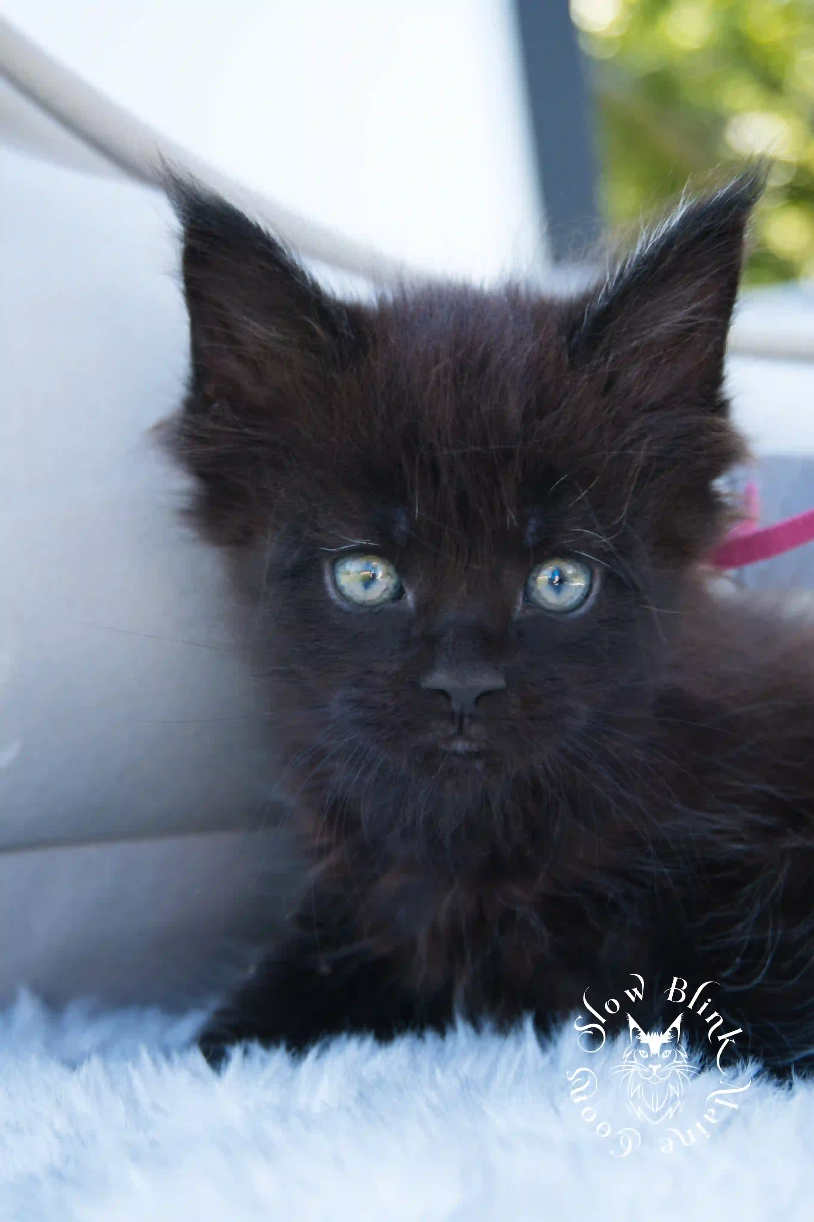 black maine coon kitten | age 6 weeks old | slowblinkmainecoons | ems code n | taken august 2024 Black Maine Coon Kittens > black maine coon kitten | age 6 weeks old | slowblinkmainecoons | ems code n | taken august 2024 | 012058