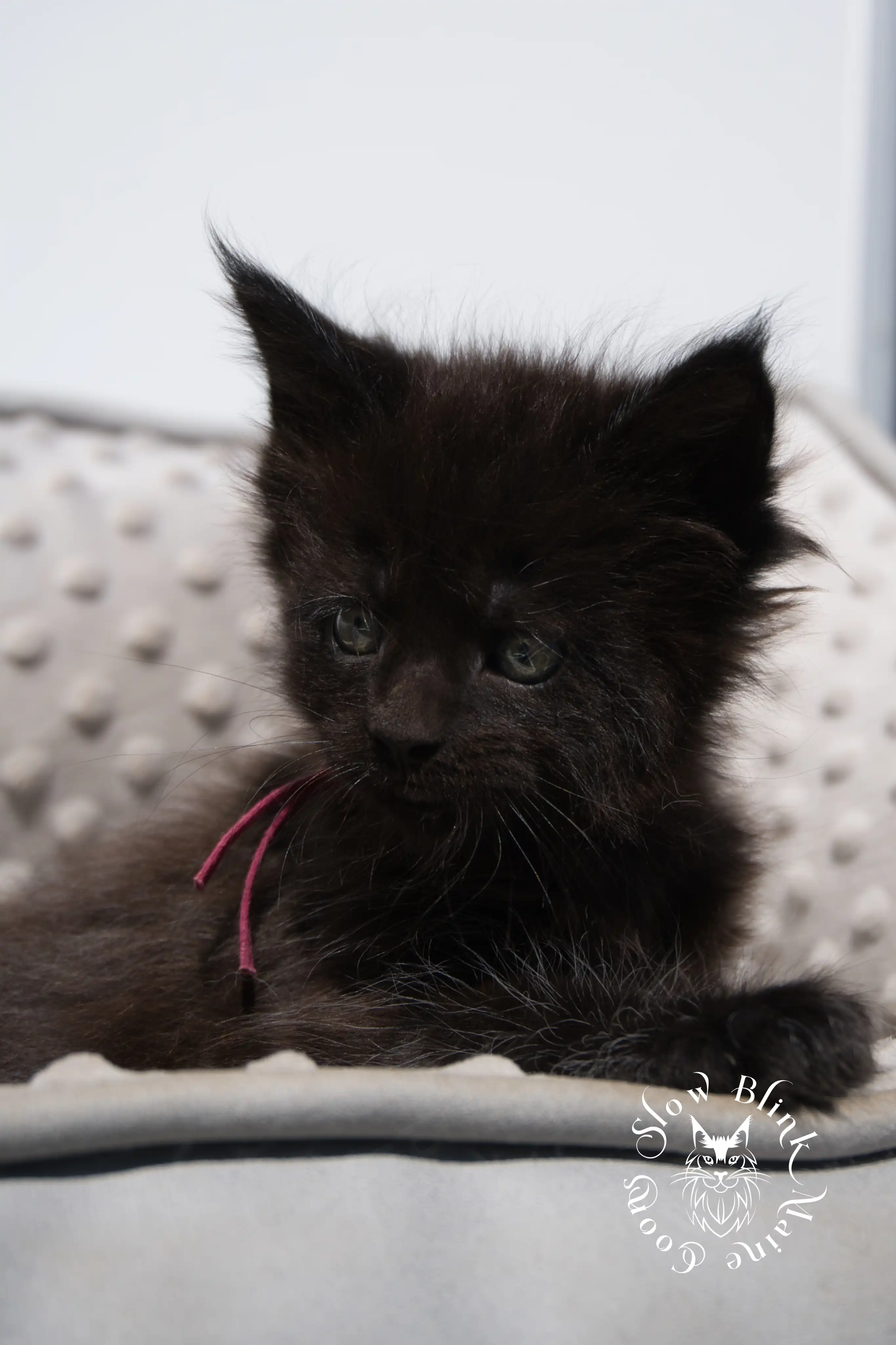 black maine coon kitten | age 6 weeks old | slowblinkmainecoons | ems code n | taken august 2024 Black Maine Coon Kittens > black maine coon kitten | age 6 weeks old | slowblinkmainecoons | ems code n | taken august 2024 | 022059