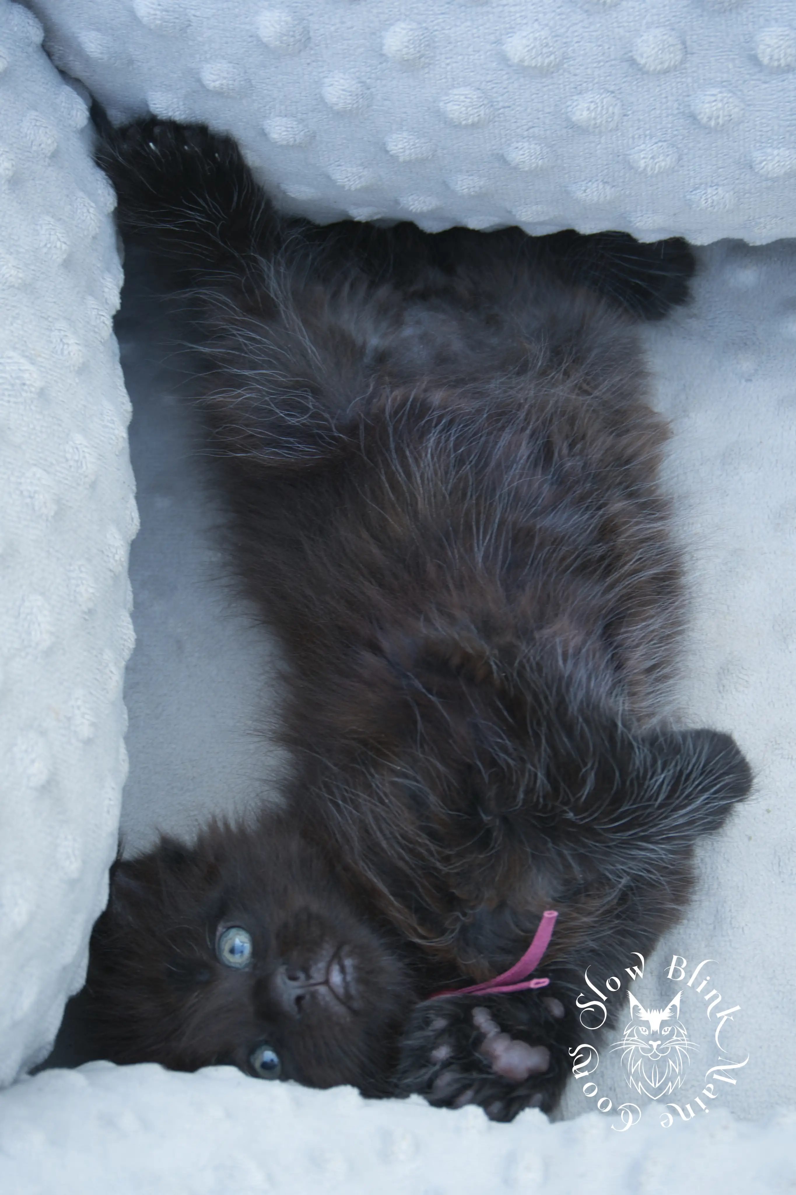 black maine coon kitten | age 6 weeks old | slowblinkmainecoons | ems code n | taken august 2024 Black Maine Coon Kittens > black maine coon kitten | age 6 weeks old | slowblinkmainecoons | ems code n | taken august 2024 | 032060