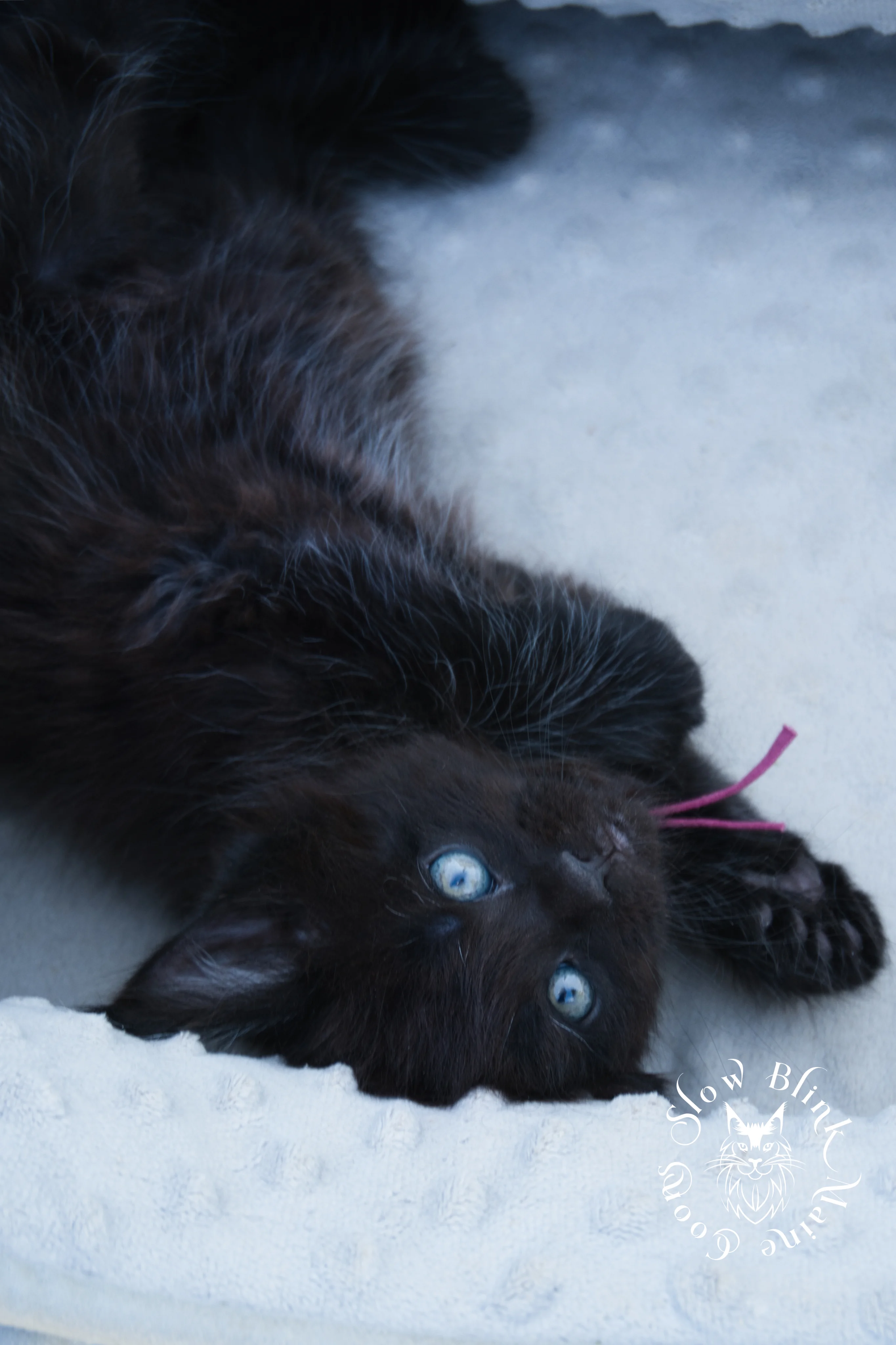 black maine coon kitten | age 6 weeks old | slowblinkmainecoons | ems code n | taken august 2024 Black Maine Coon Kittens > black maine coon kitten | age 6 weeks old | slowblinkmainecoons | ems code n | taken august 2024 | 042068
