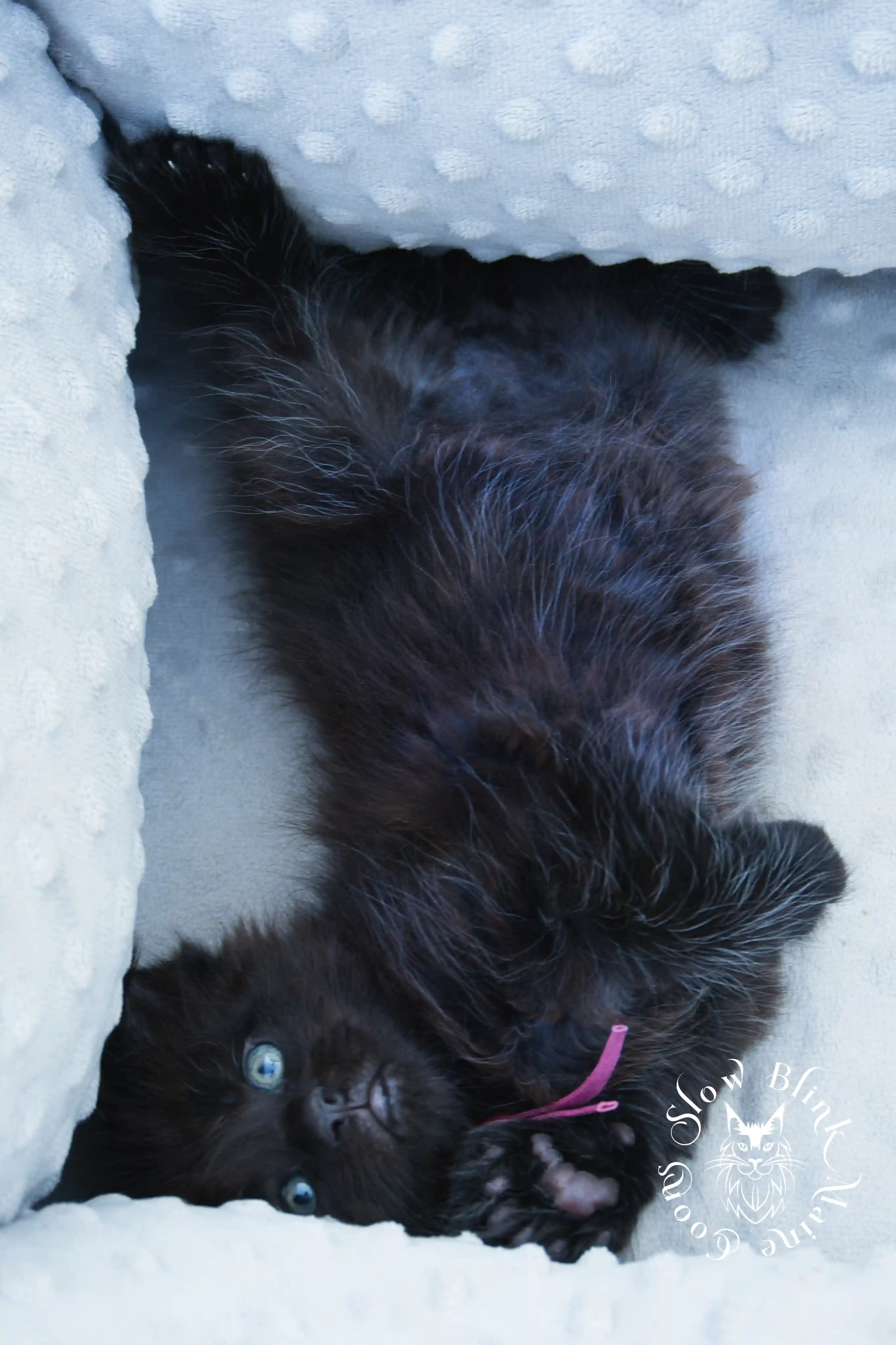 black maine coon kitten | age 6 weeks old | slowblinkmainecoons | ems code n | taken august 2024 Black Maine Coon Kittens > black maine coon kitten | age 6 weeks old | slowblinkmainecoons | ems code n | taken august 2024 | 052067