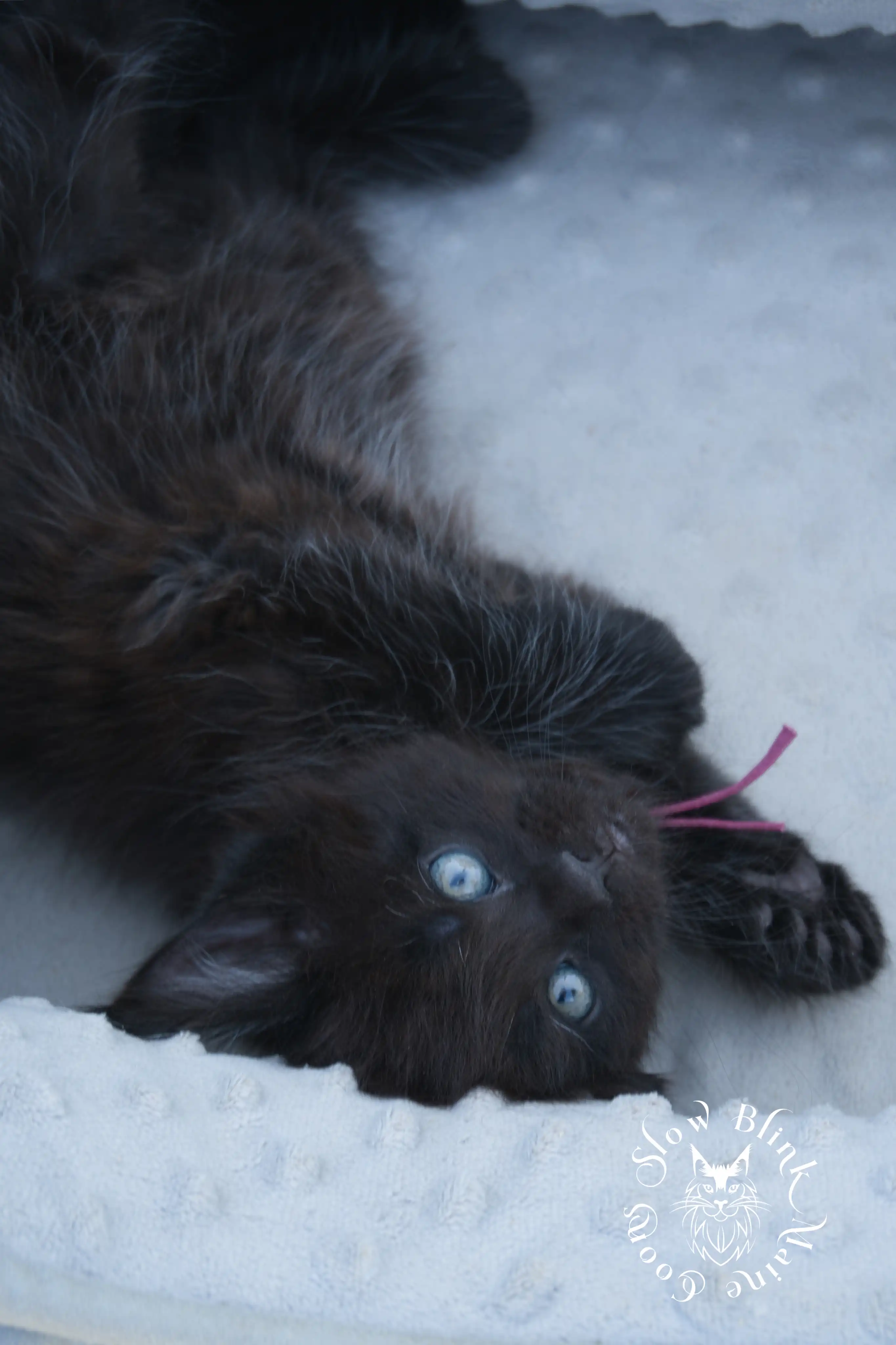 black maine coon kitten | age 6 weeks old | slowblinkmainecoons | ems code n | taken august 2024 Black Maine Coon Kittens > black maine coon kitten | age 6 weeks old | slowblinkmainecoons | ems code n | taken august 2024 | 062061