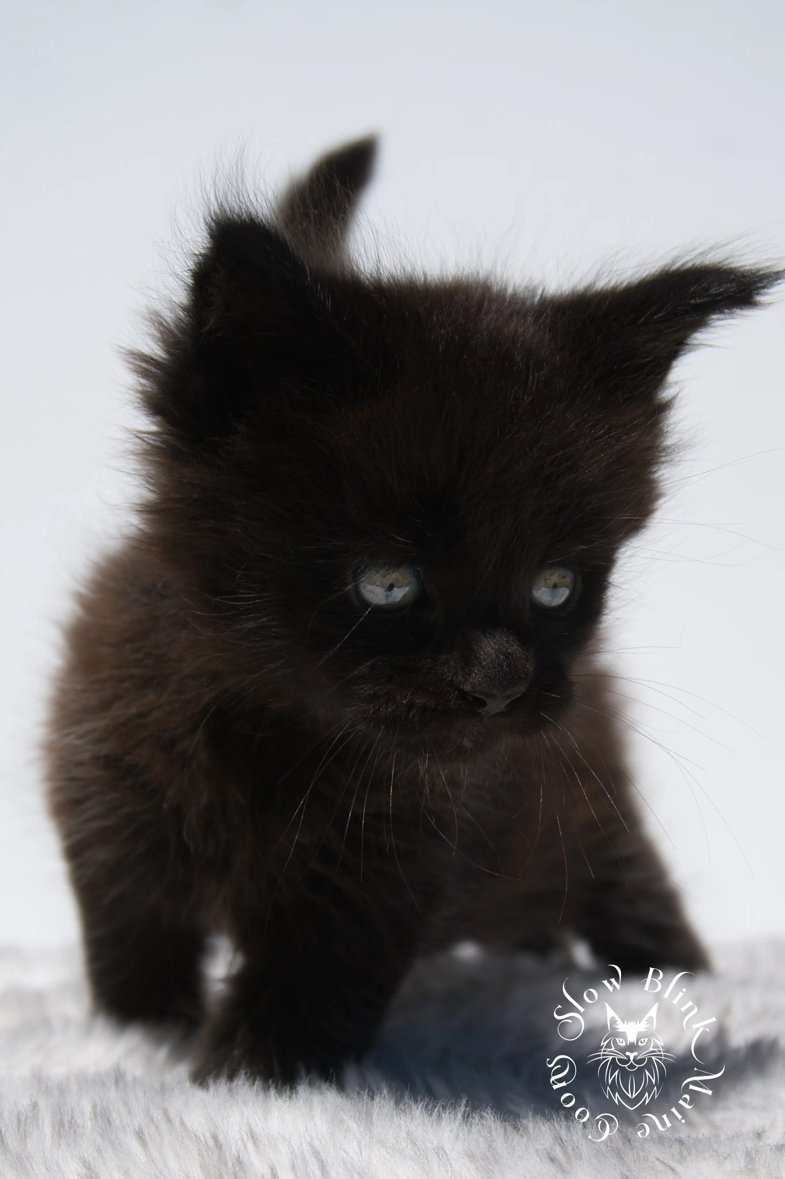 black maine coon kitten | age 6 weeks old | slowblinkmainecoons | ems code n | taken august 2024 Black Maine Coon Kittens > black maine coon kitten | age 6 weeks old | slowblinkmainecoons | ems code n | taken august 2024 | 072062