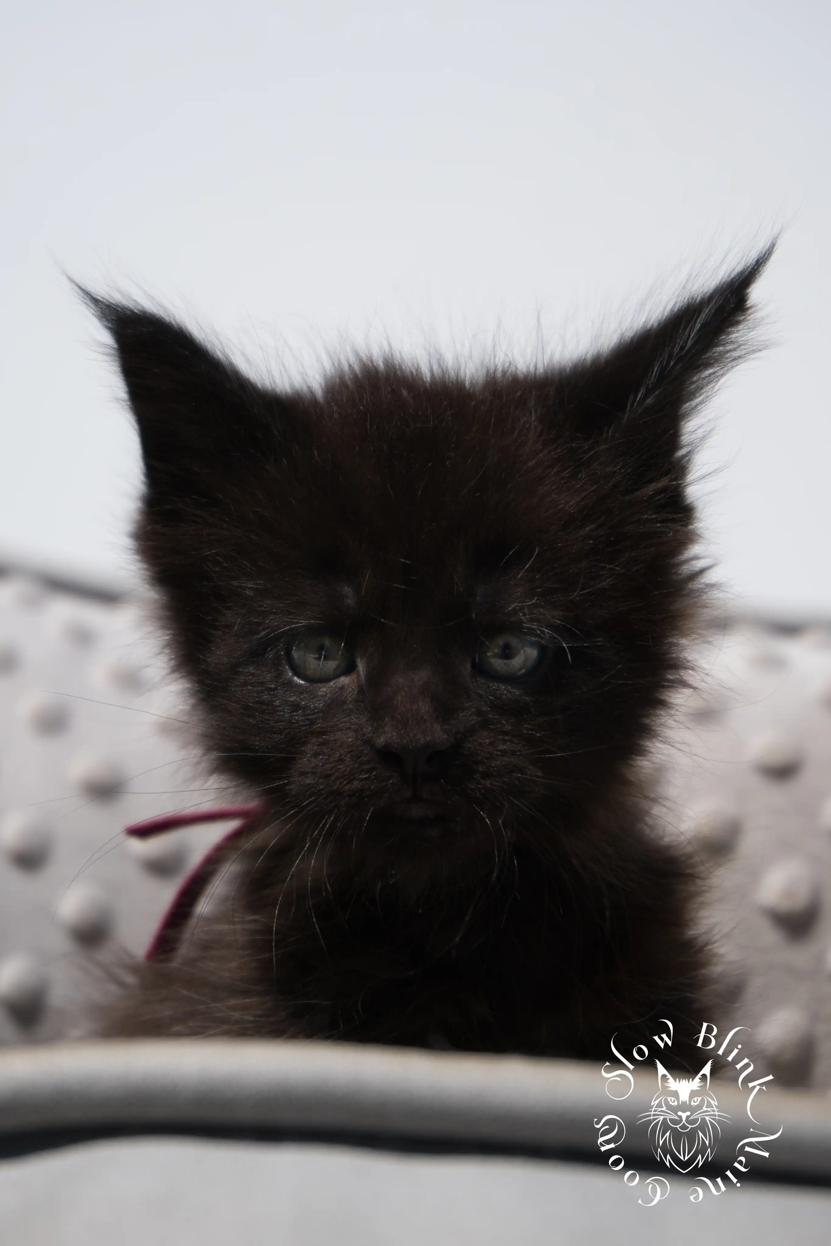 black maine coon kitten | age 6 weeks old | slowblinkmainecoons | ems code n | taken august 2024 Black Maine Coon Kittens > black maine coon kitten | age 6 weeks old | slowblinkmainecoons | ems code n | taken august 2024 | 082063