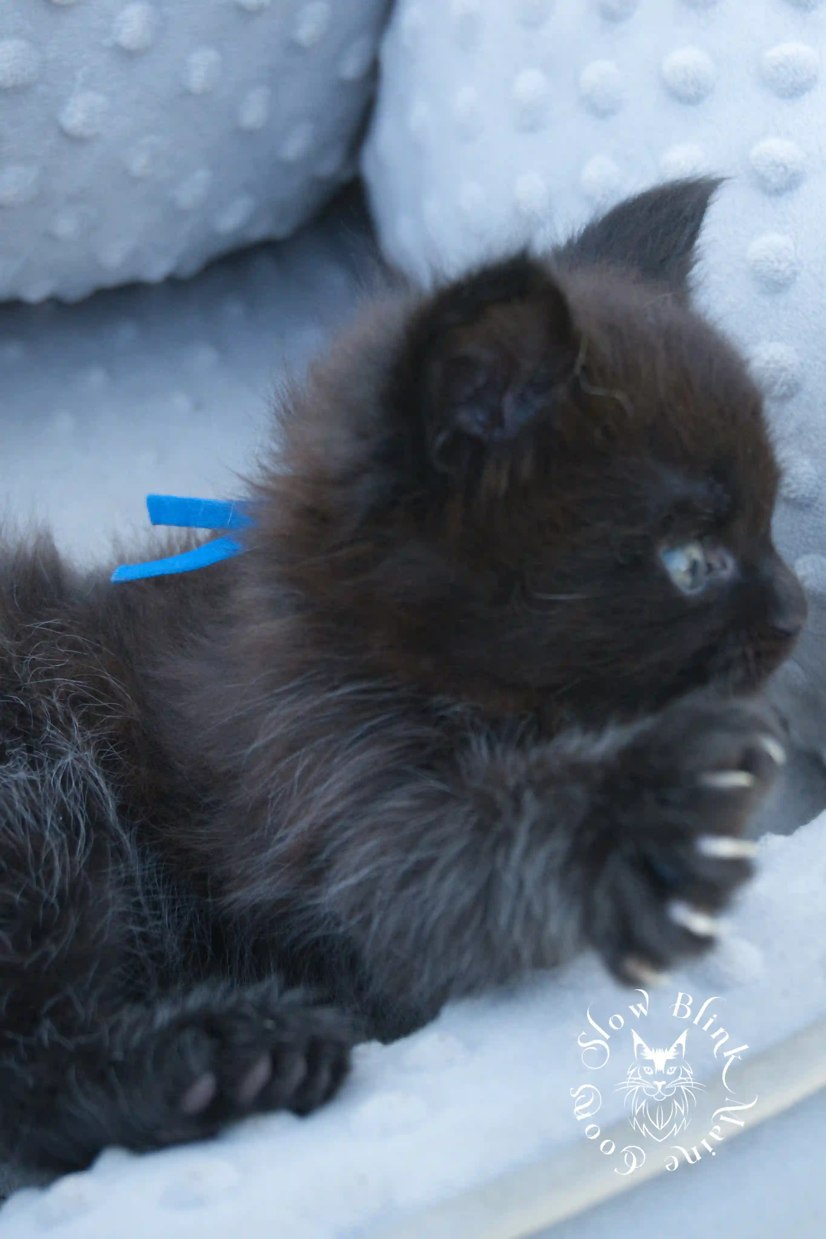 black maine coon kitten | age 6 weeks old | slowblinkmainecoons | ems code n | taken august 2024 Black Maine Coon Kittens > black maine coon kitten | age 6 weeks old | slowblinkmainecoons | ems code n | taken august 2024 | 092049