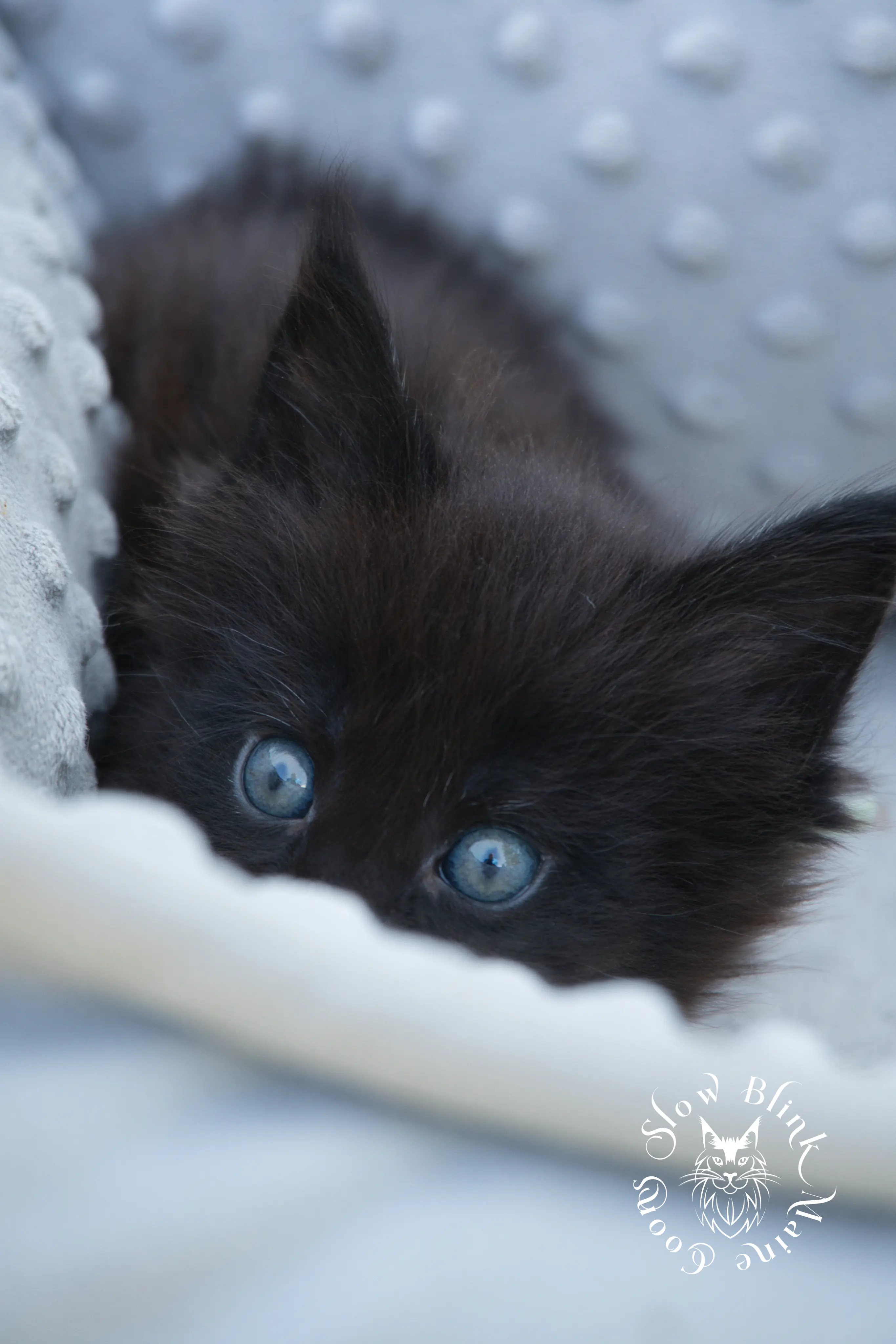 black maine coon kitten | age 6 weeks old | slowblinkmainecoons | ems code n | taken august 2024 Black Maine Coon Kittens > black maine coon kitten | age 6 weeks old | slowblinkmainecoons | ems code n | taken august 2024 | 102050