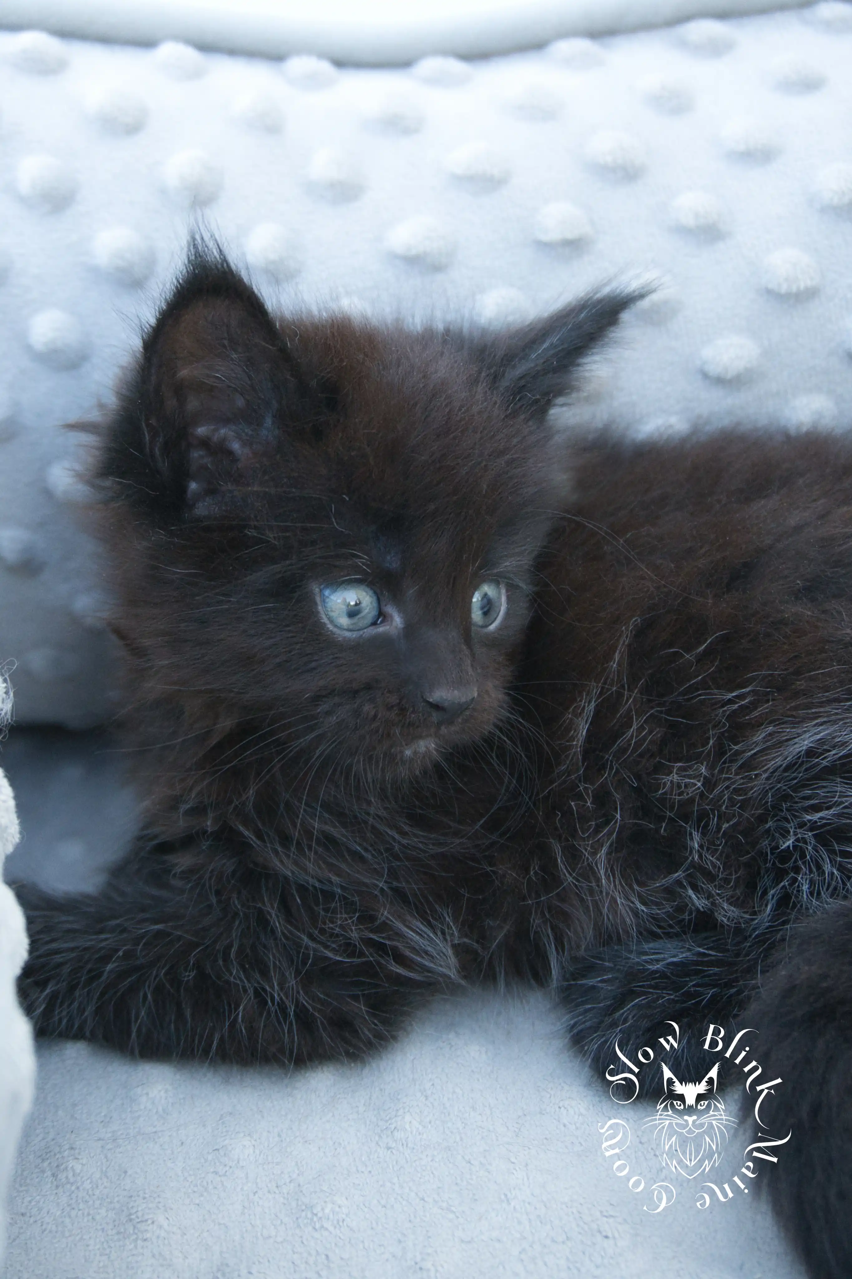 black maine coon kitten | age 6 weeks old | slowblinkmainecoons | ems code n | taken august 2024 Black Maine Coon Kittens > black maine coon kitten | age 6 weeks old | slowblinkmainecoons | ems code n | taken august 2024 | 112051